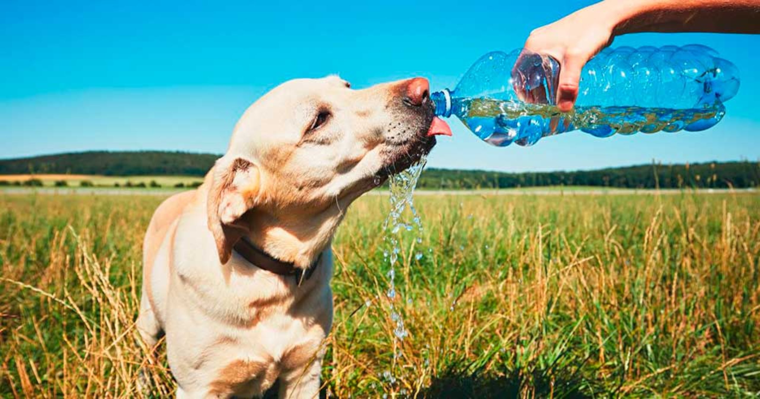 Los animales se deshidratan con facilidad, por lo que siempre que estés en el exterior con ellos debes asegurarnte de que beban agua con regularidad.