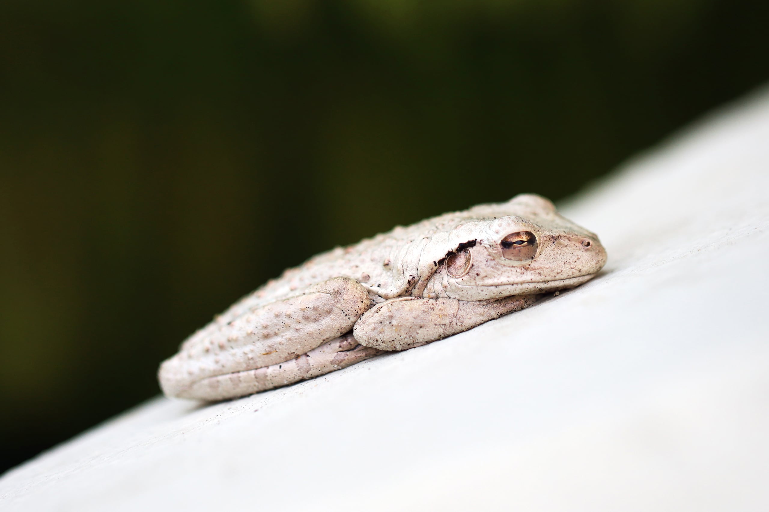 Se trata de la Osteopilus septentrionalis, también conocida como la rana arbórea cubana.