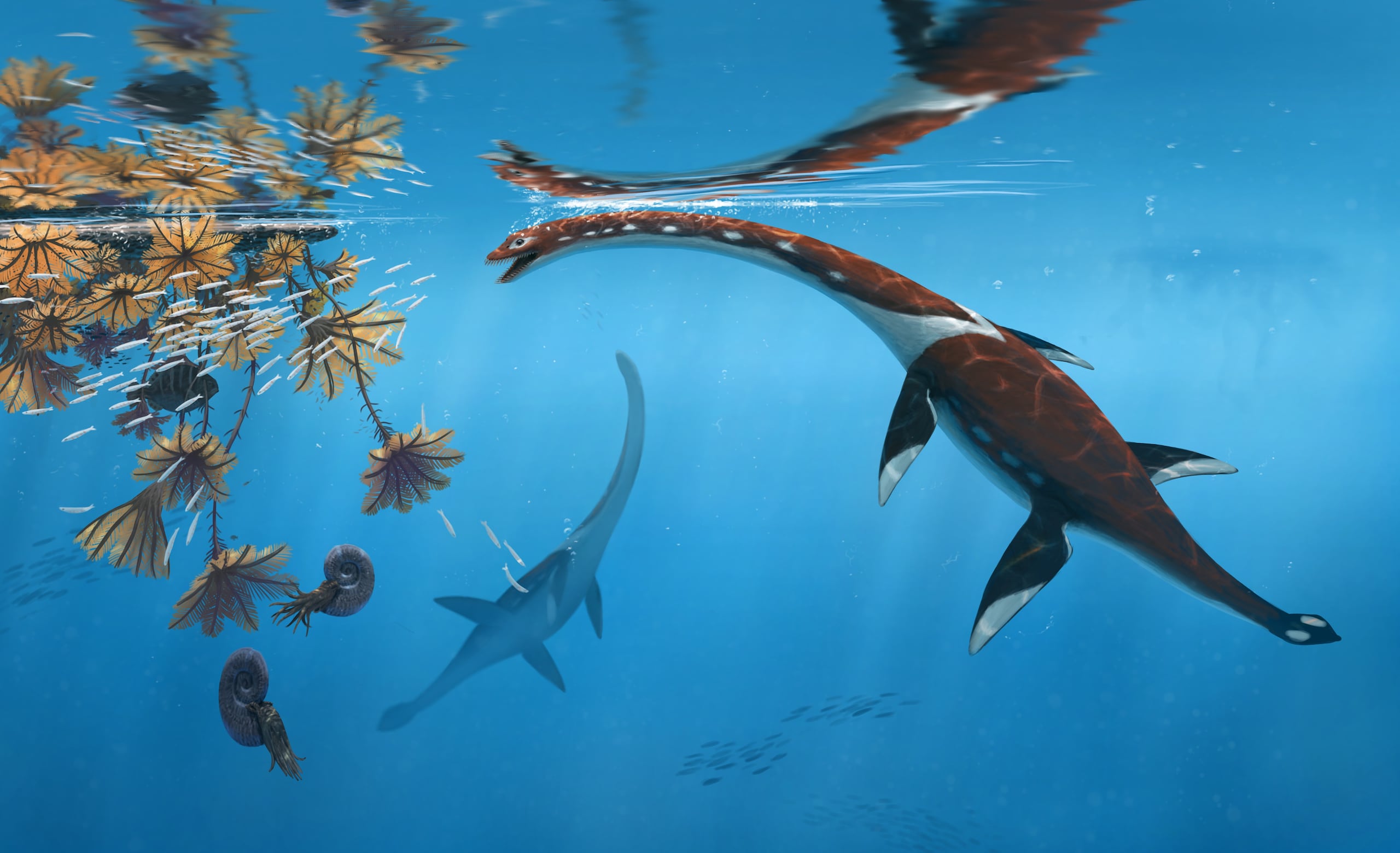 Un equipo internacional de paleontólogos ha identificado una nueva especie de reptil marino en los conocidos yacimientos de fósiles de pizarra de posidonia de Alemania, un hallazgo que amplía el conocimiento de los ecosistemas oceánicos prehistóricos que existieron hace unos 183 millones de años. En la imagen, una recreación de aquel animal. Imagen: Peter Nickolaus