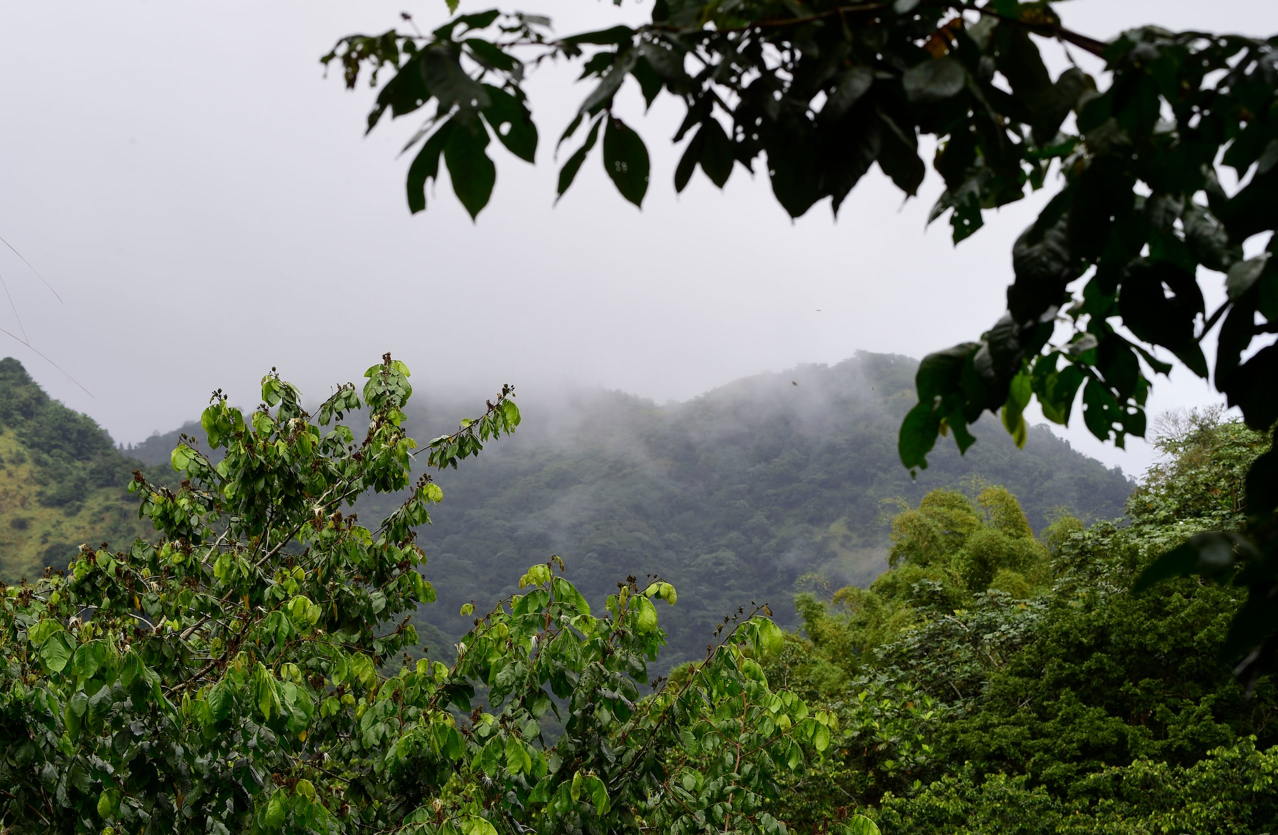 Este evento, reconocido como una de las festividades más destacadas de la isla, invita a residentes y visitantes del exterior a disfrutar del clima más frío de Puerto Rico en un ambiente festivo y familiar.