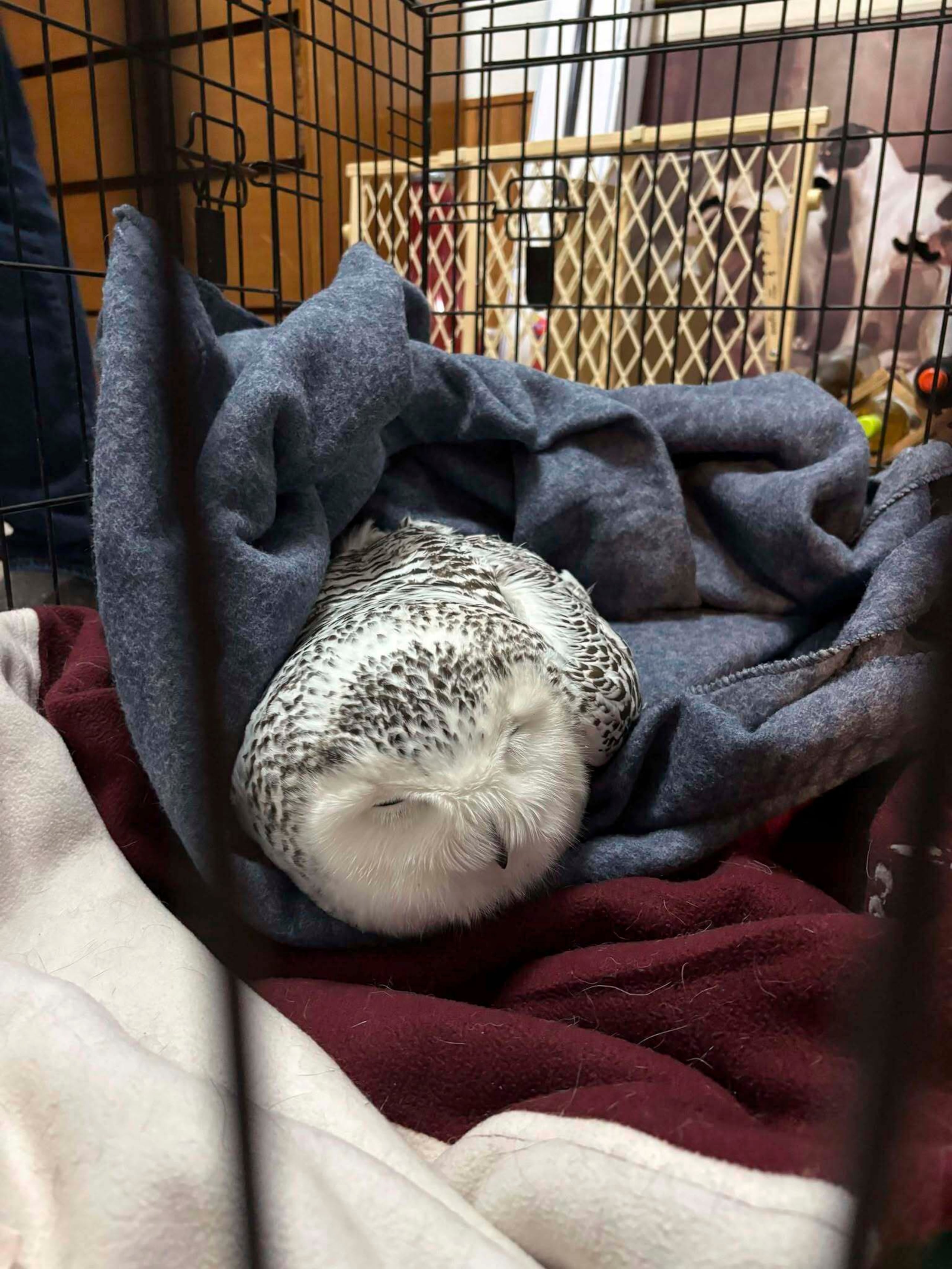 Un búho nival hembra descansa en la casa de Annabell Whelan luego de rescatarla de la parrilla de un automóvil en Minnesota el lunes 23 de diciembre de 2024. (Foto, Annabell Whelan vía AP)