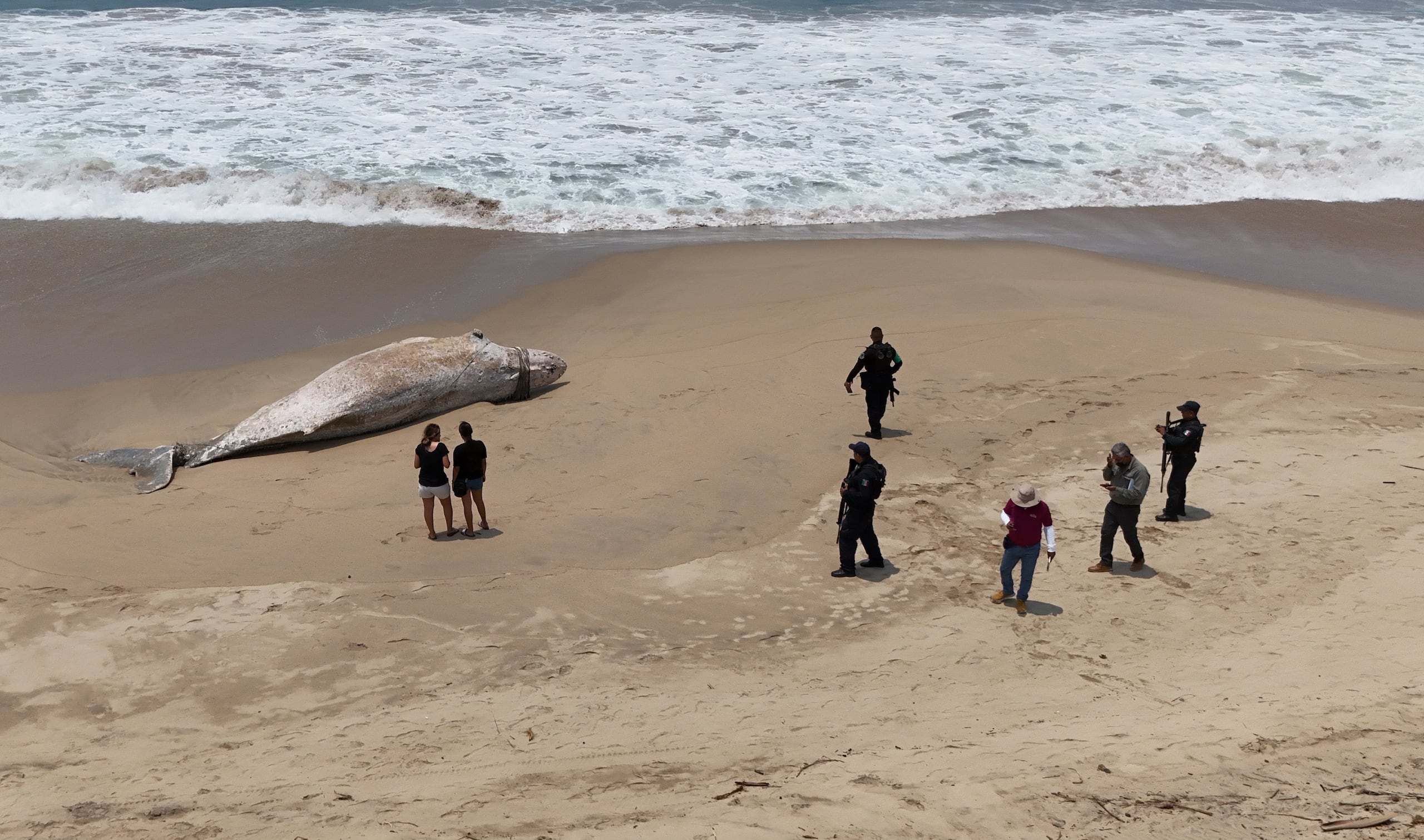 Ambientalistas denunciaron que el deceso del cetáceo fue culpa de pescadores irresponsables.