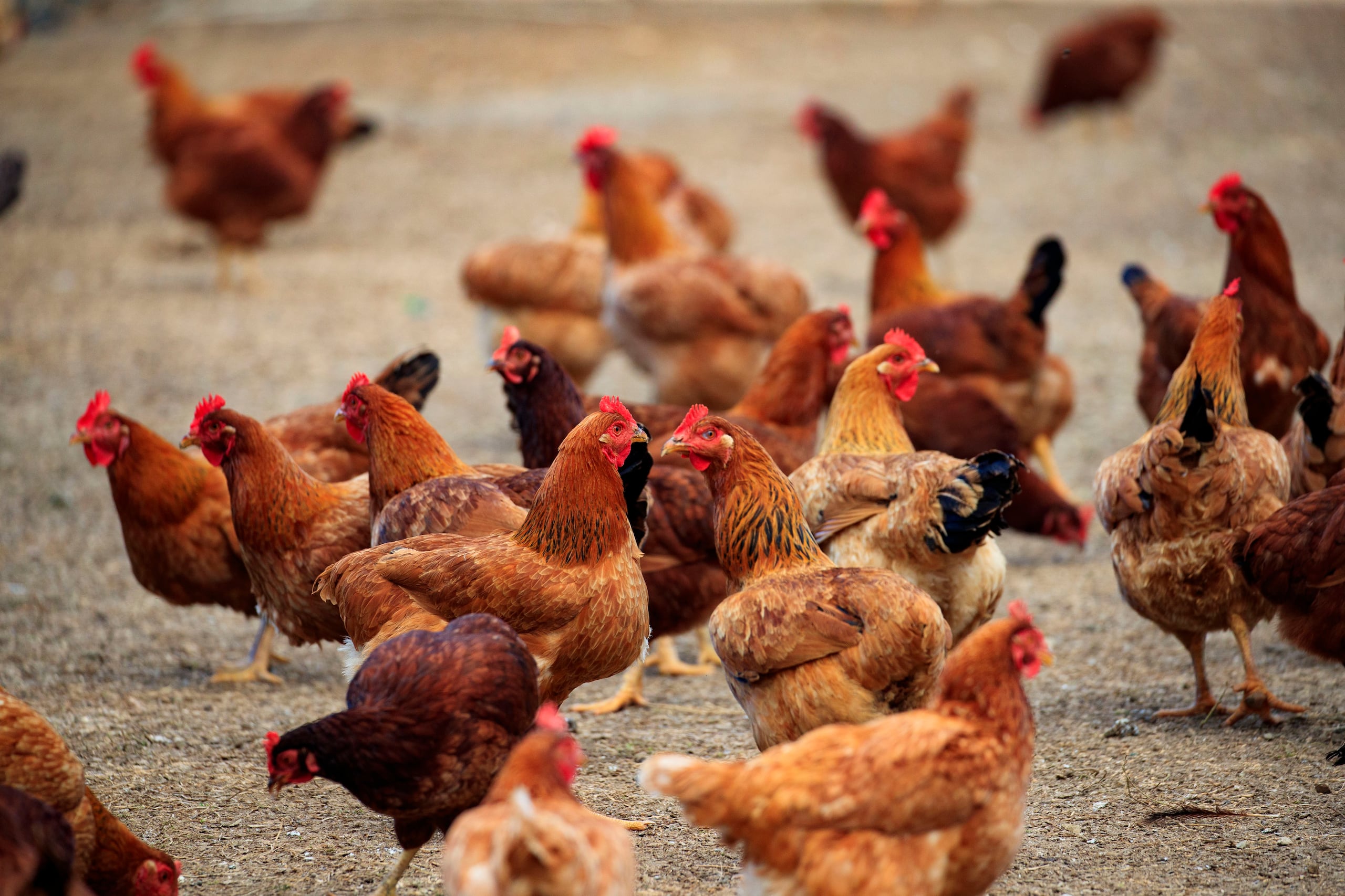 A pesar de estos prometedores hallazgos, los mismos investigadores advierten sobre posibles limitaciones en el estudio, como las diferencias entre razas de gallinas y la complejidad de otras formas de comunicación, como el lenguaje corporal.