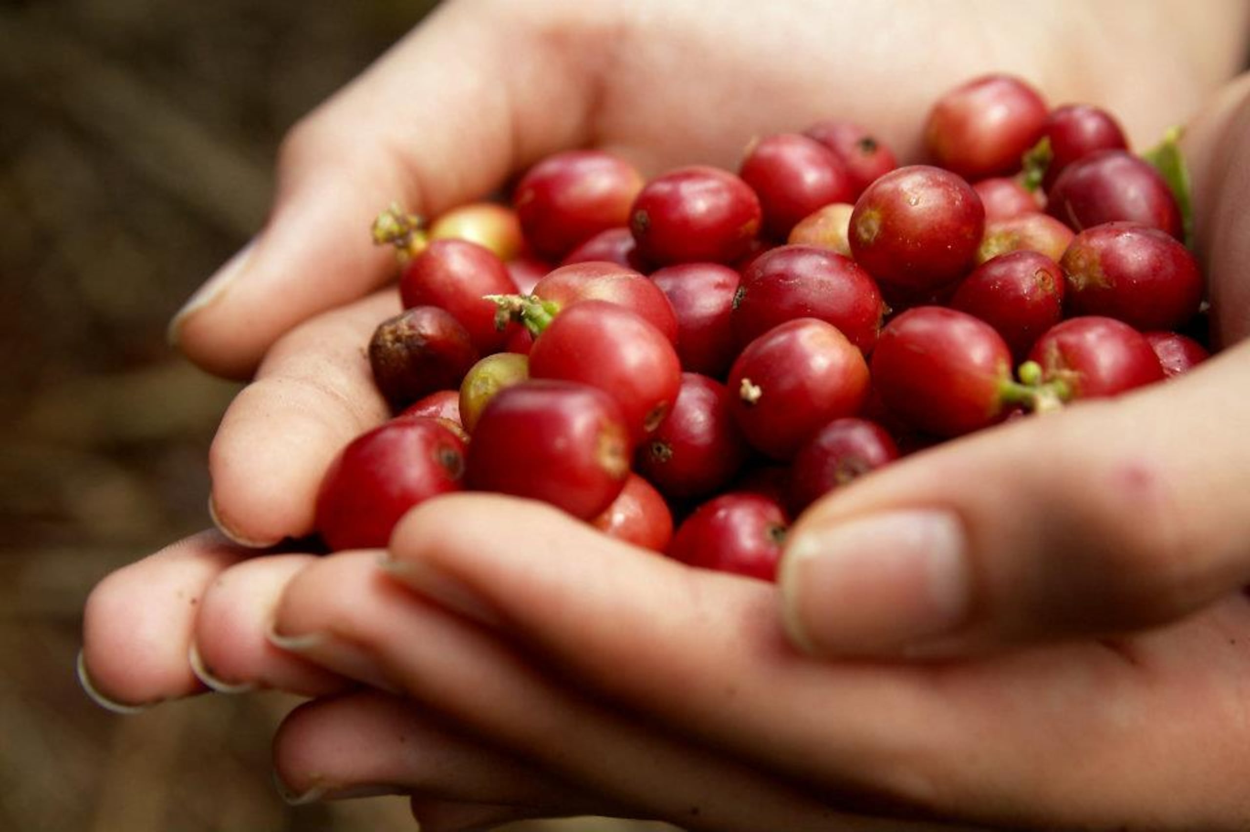 La decisión surge de un reclamo de la empresa Siembra Finca Carmen, LLC, en la que se impugnó órdenes del secretario de Agricultura que le impedían entrar a la isla semillas de café para la siembra.