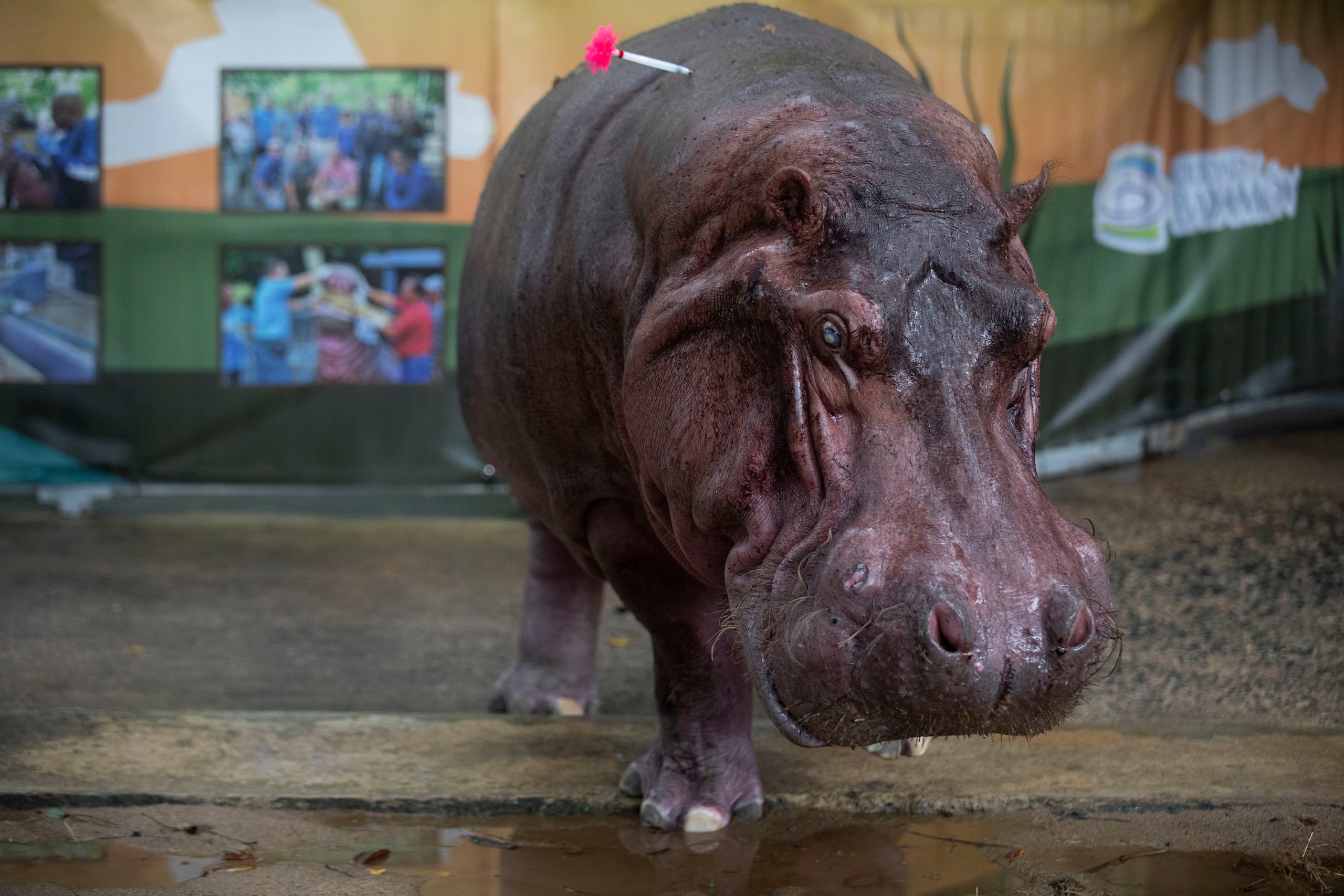 El animal fue sedado antes del procedimiento.