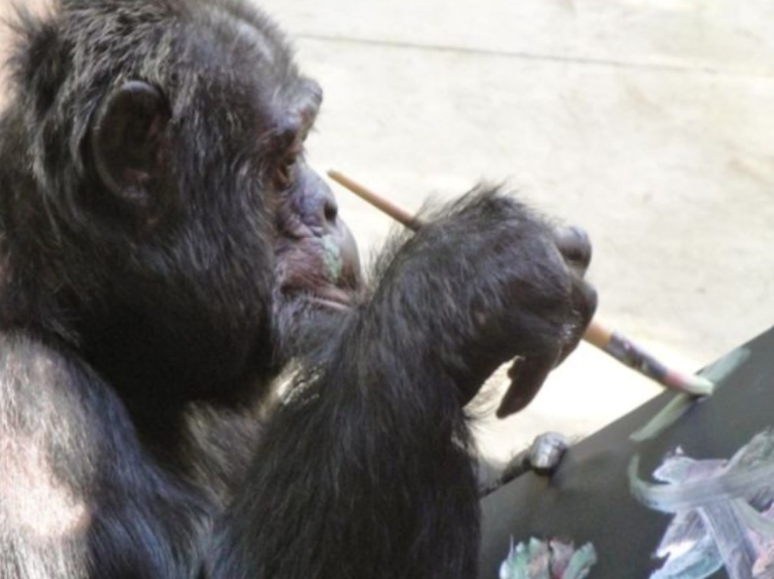 A Bubbles le gusta pintar y disfrutar de sus momentos de soledad.