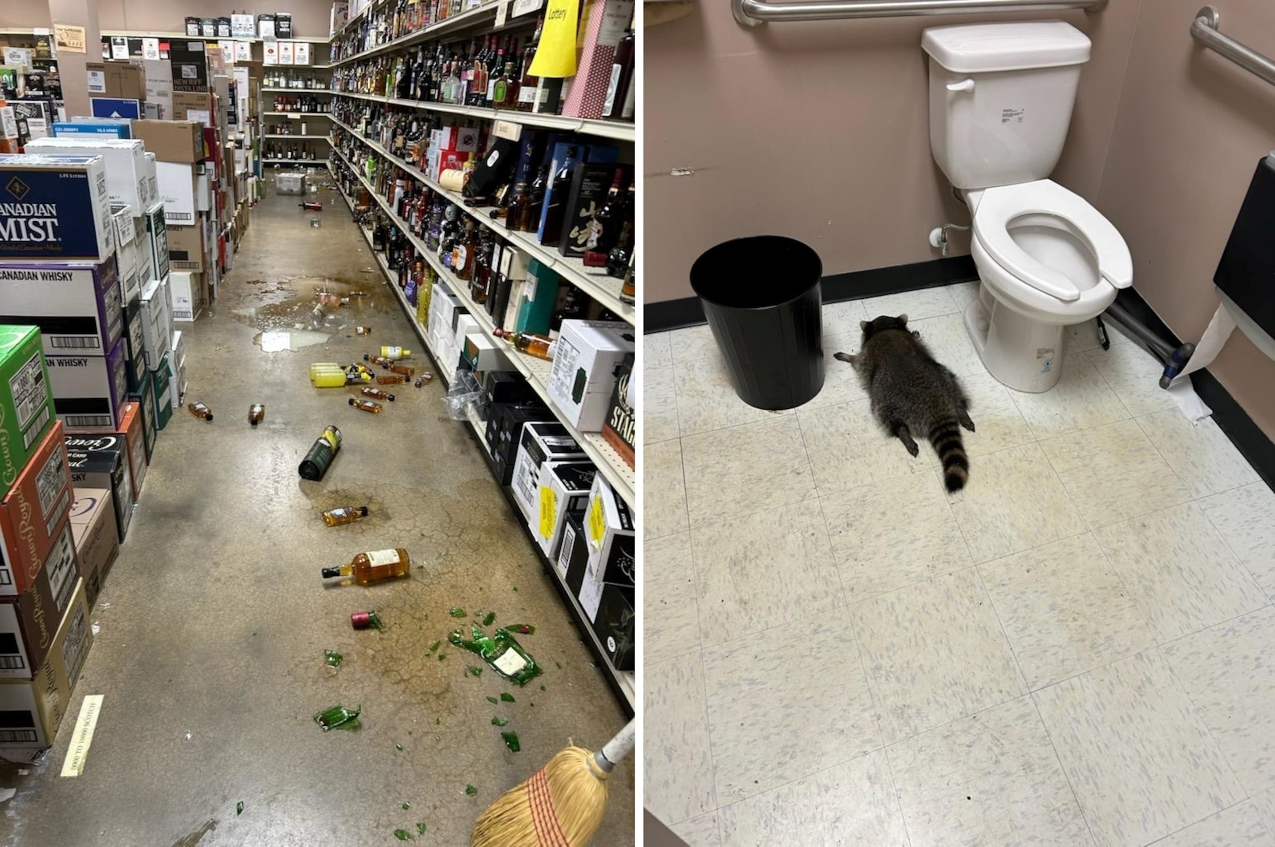 Composición de dos fotografías cedidas por el departamento de Protección y Refugio de Animales del condado de Hanover donde se muestra en una (i) los estantes revueltos y las botellas de bebidas alcohólicas rotas tiradas al suelo, y en la otra (d) un mapache borracho desmayado en el baño de la licorería ABC en Ashland, Virginia. EFE/Protección y Refugio de Animales del condado de Hanover /SOLO USO EDITORIAL /NO VENTAS /SOLO DISPONIBLE PARA ILUSTRAR LA NOTICIA QUE ACOMPAÑA /CRÉDITO OBLIGATORIO