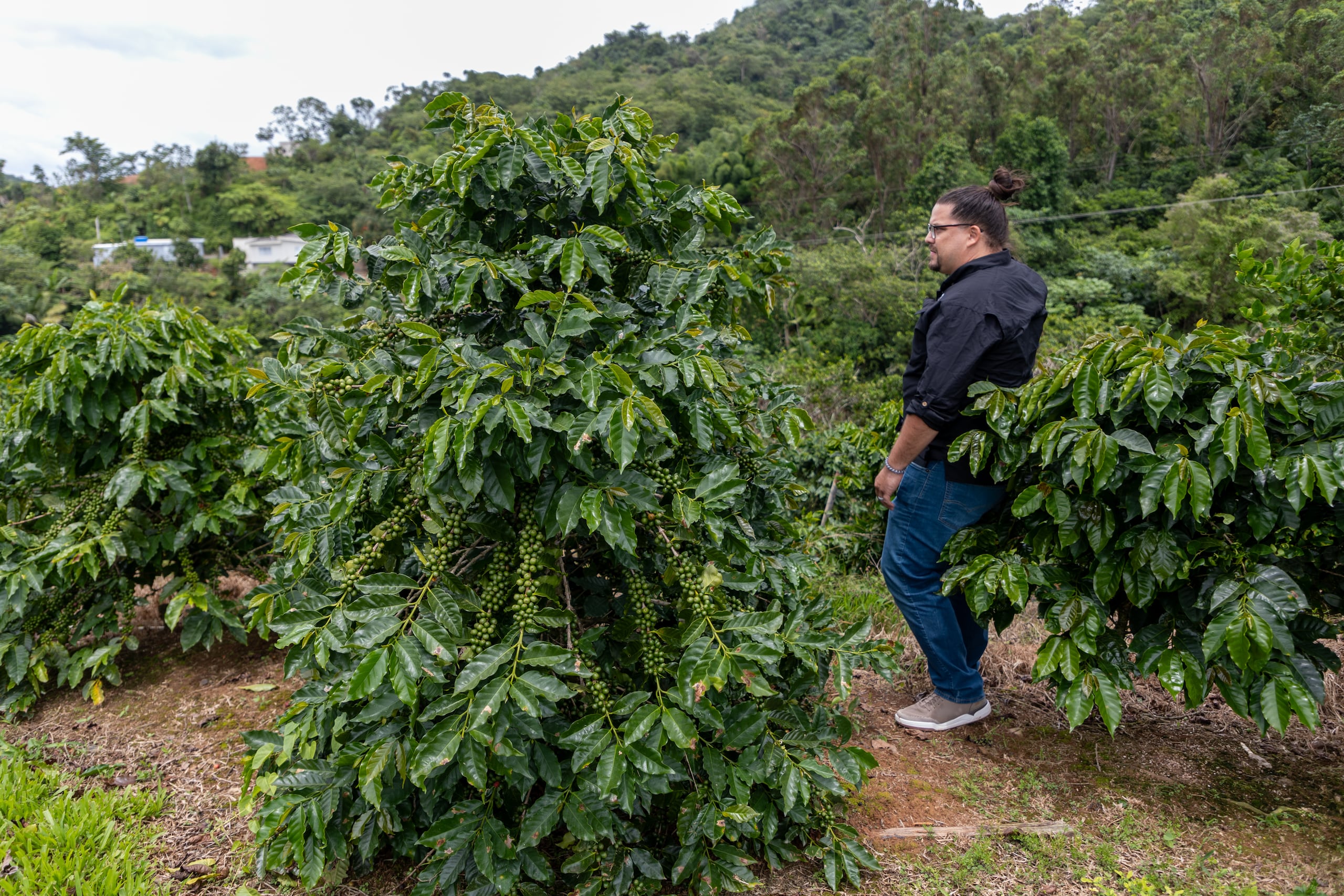 El director ejecutivo de la organización Productores de Café de Puerto Rico (Procafé), Carlos Javier Acosta.