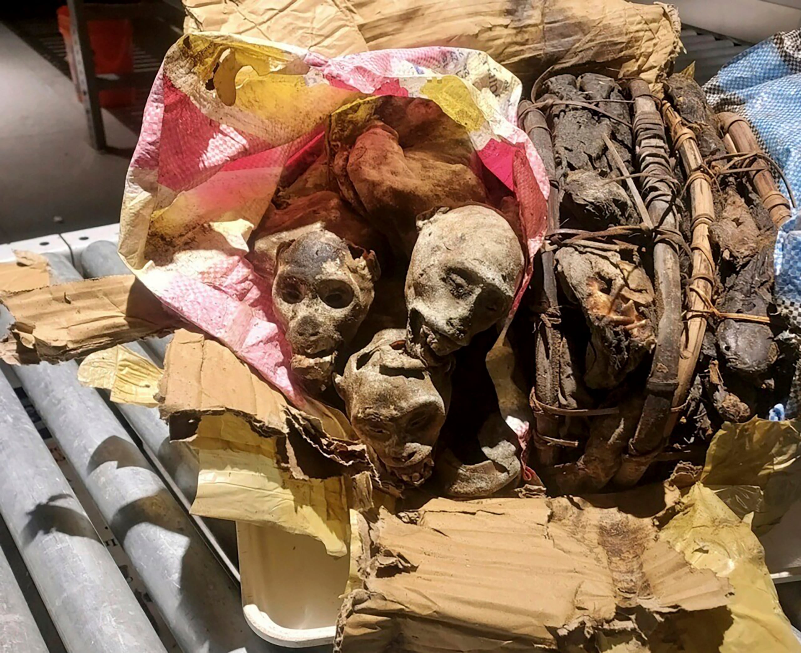 Esta fotografía sin fecha muestra los restos momificados de cuatro monos descubiertos y confiscados del equipaje de un viajero que había estado en la República Democrática del Congo antes de llegar al aeropuerto Logan de Boston. (Aduanas y Protección Fronteriza vía AP)