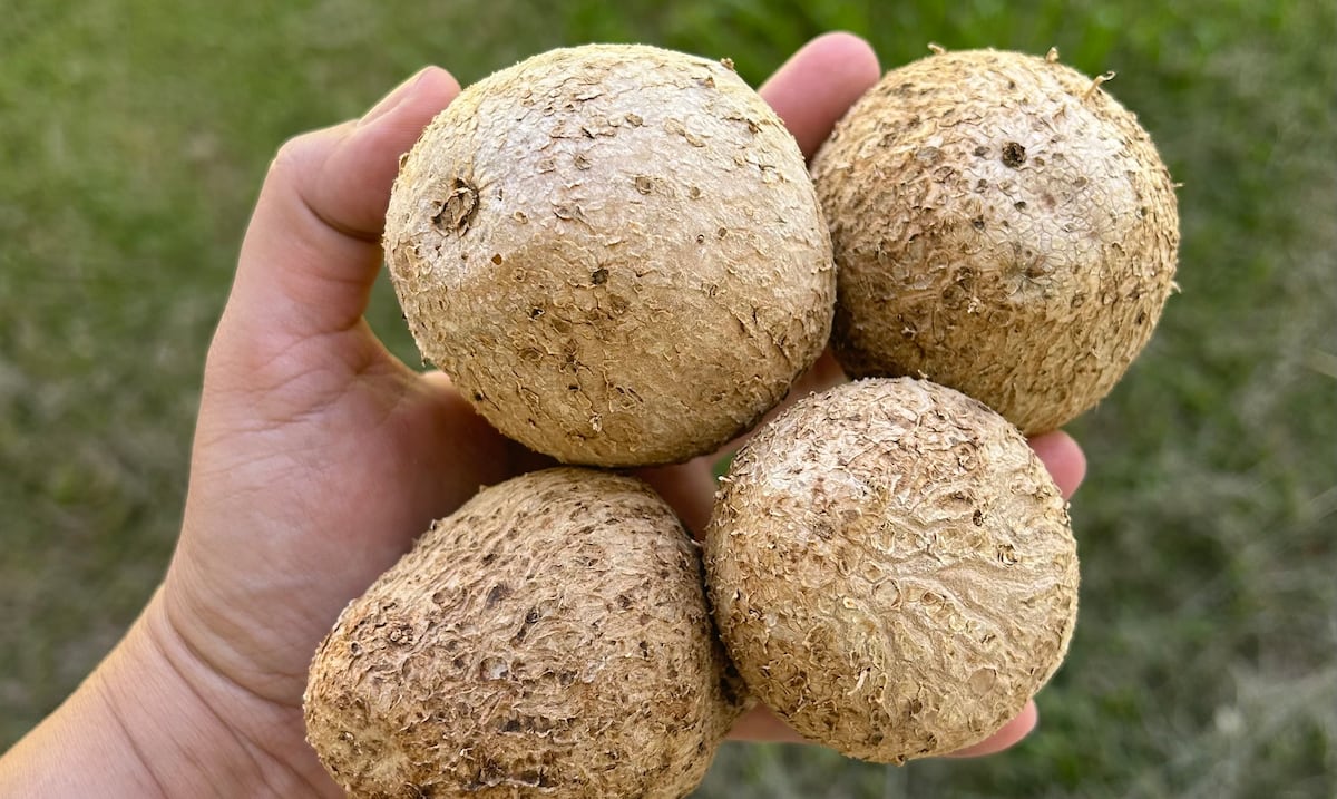 Encaminados a mejorar la producción de ñame en Puerto Rico - Primera Hora