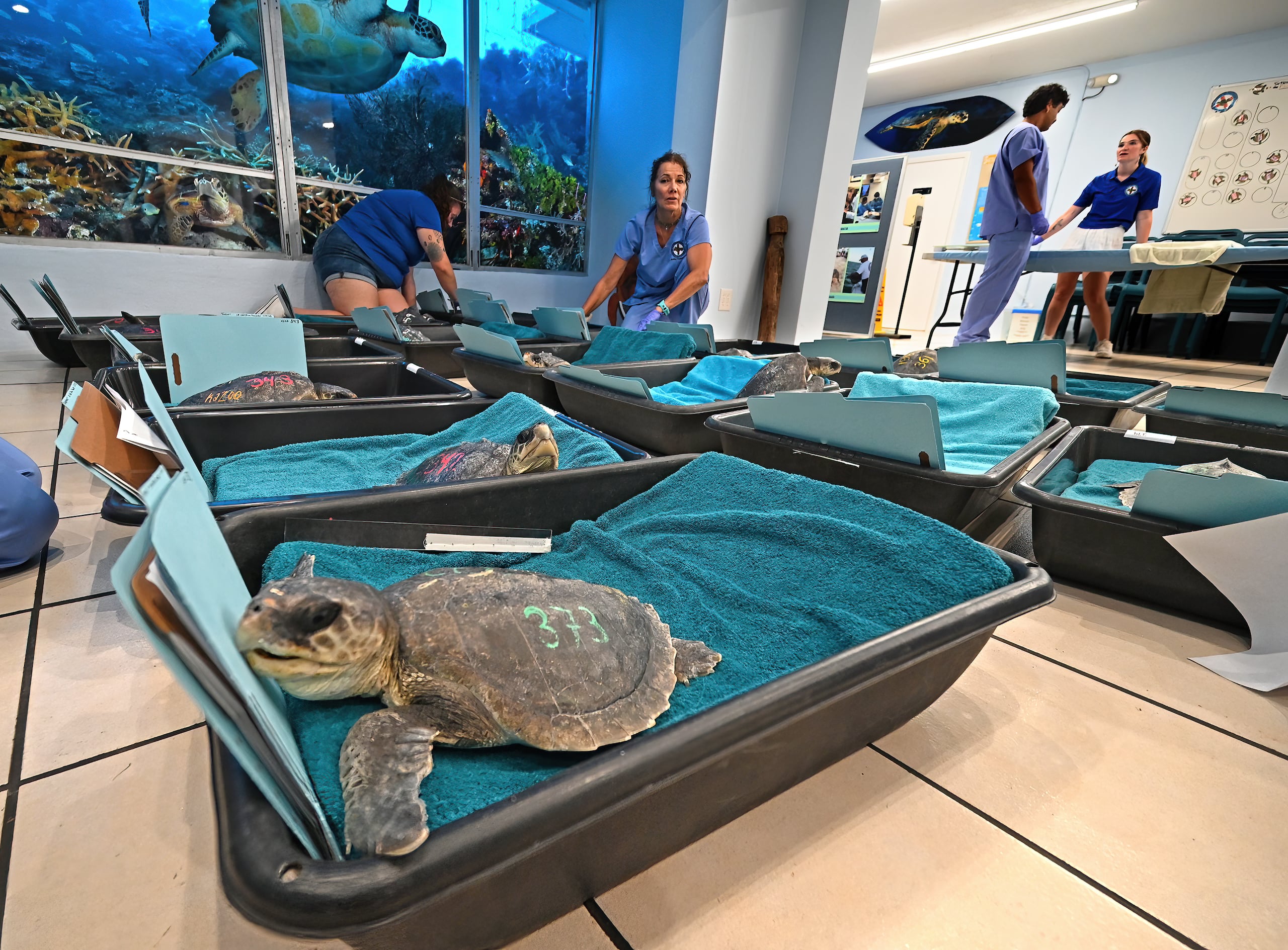 La directora destacó la labor de 'Lighthawk', una organización donde los pilotos voluntarios llevan a estas tortugas a lugares más cálidos donando sus aeronaves, combustible y tiempo.