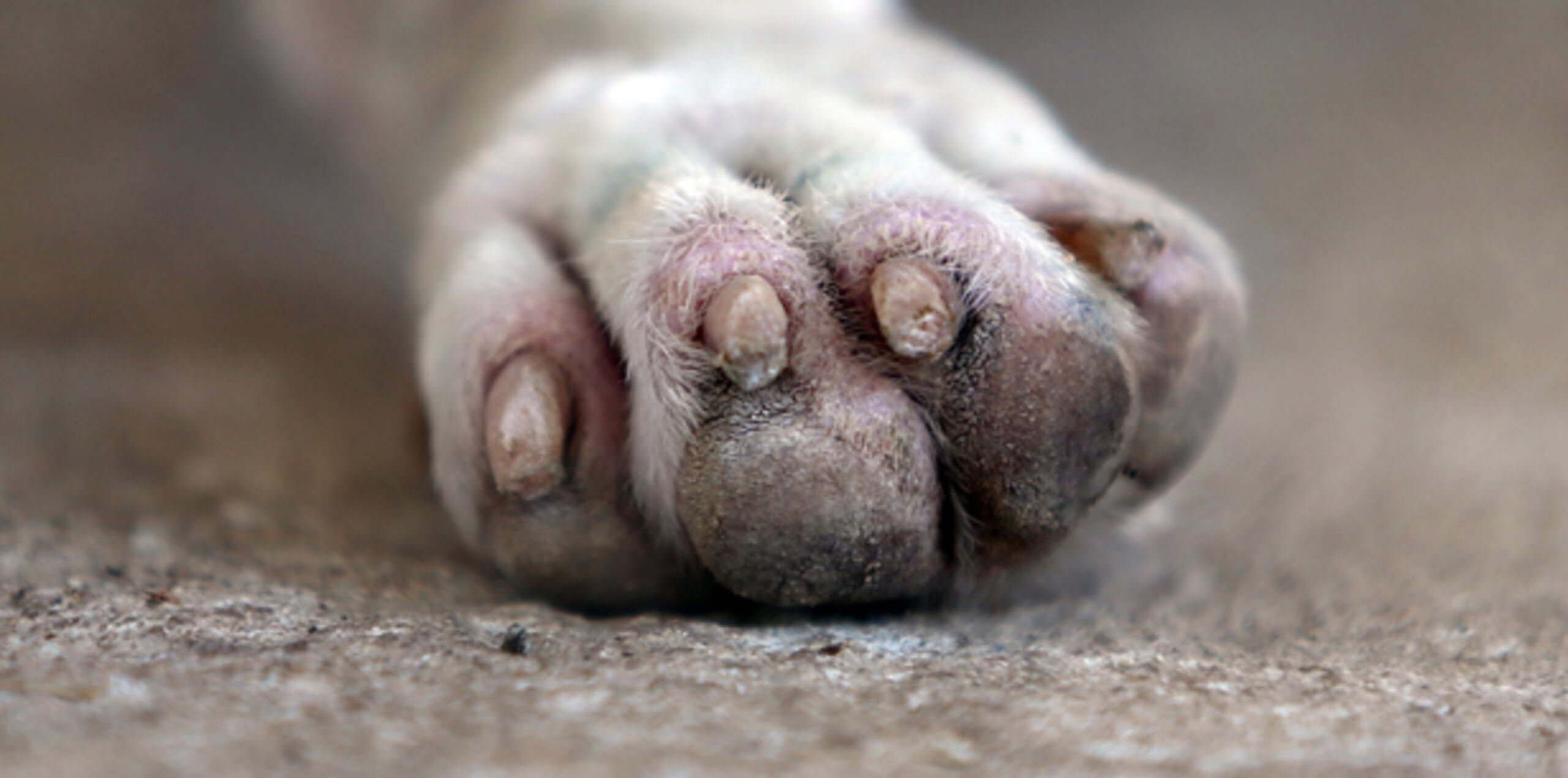 La pesquisa será referida a la Unidad de Maltrato de Animales que atiende los casos de violaciones a la Ley 154 para el Bienestar y la Protección de los Animales.(Archivo)