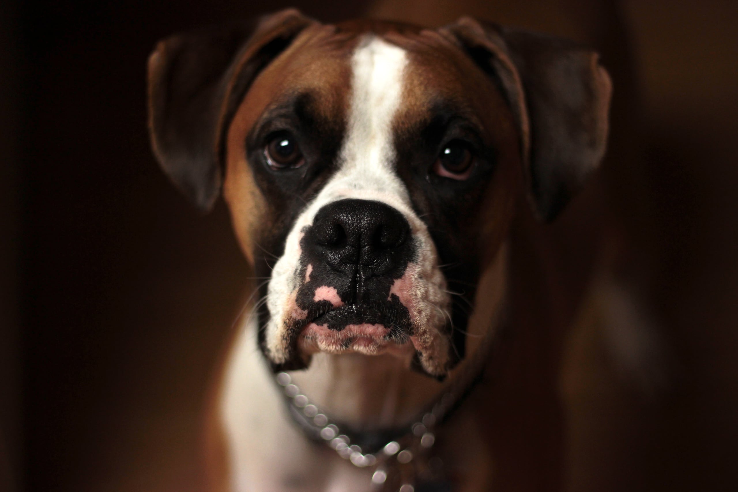 Es importante cuando no somos los amos del perrito estar alertas frente a sus reacciones. (Unsplash /Jordan Davis)