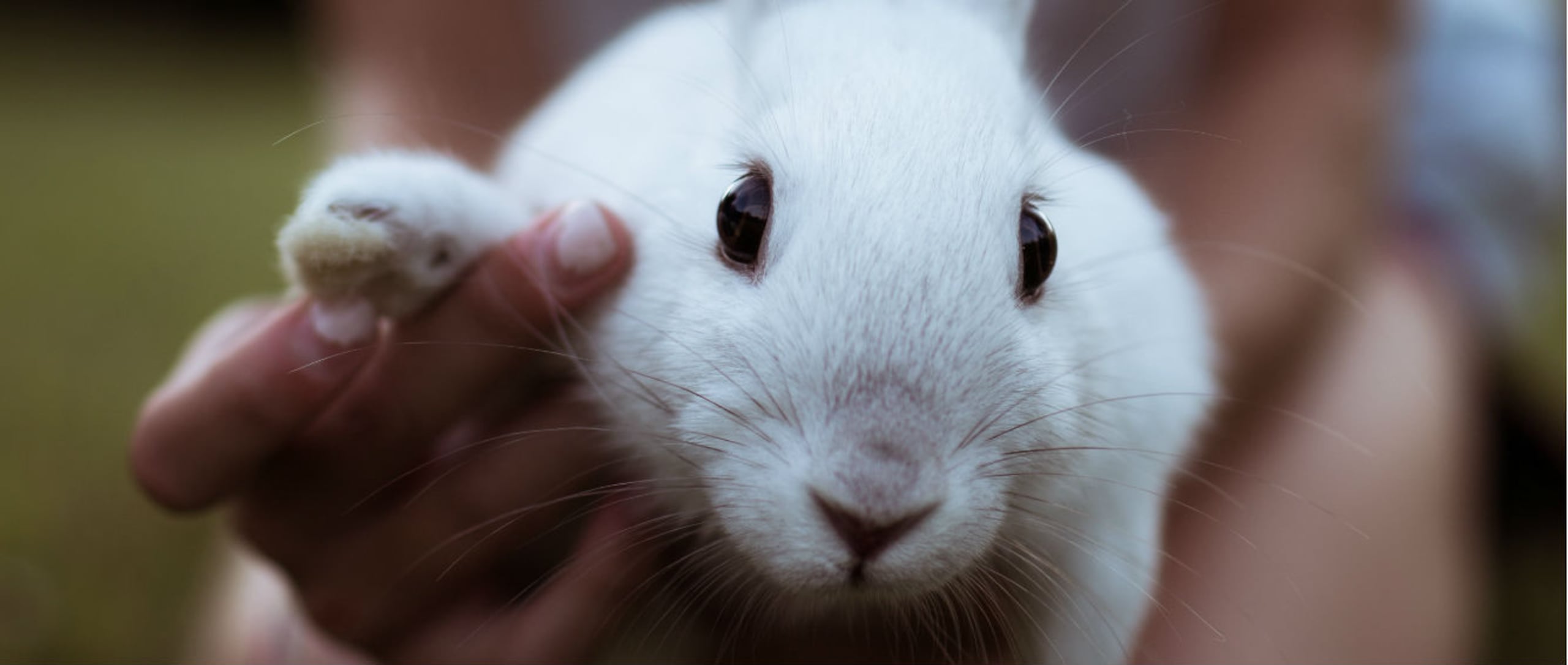 Estos animales considerarán su refugio los sitios que más frecuenten, por ejemplo, el jardín.(William Daigneault / Unsplash)