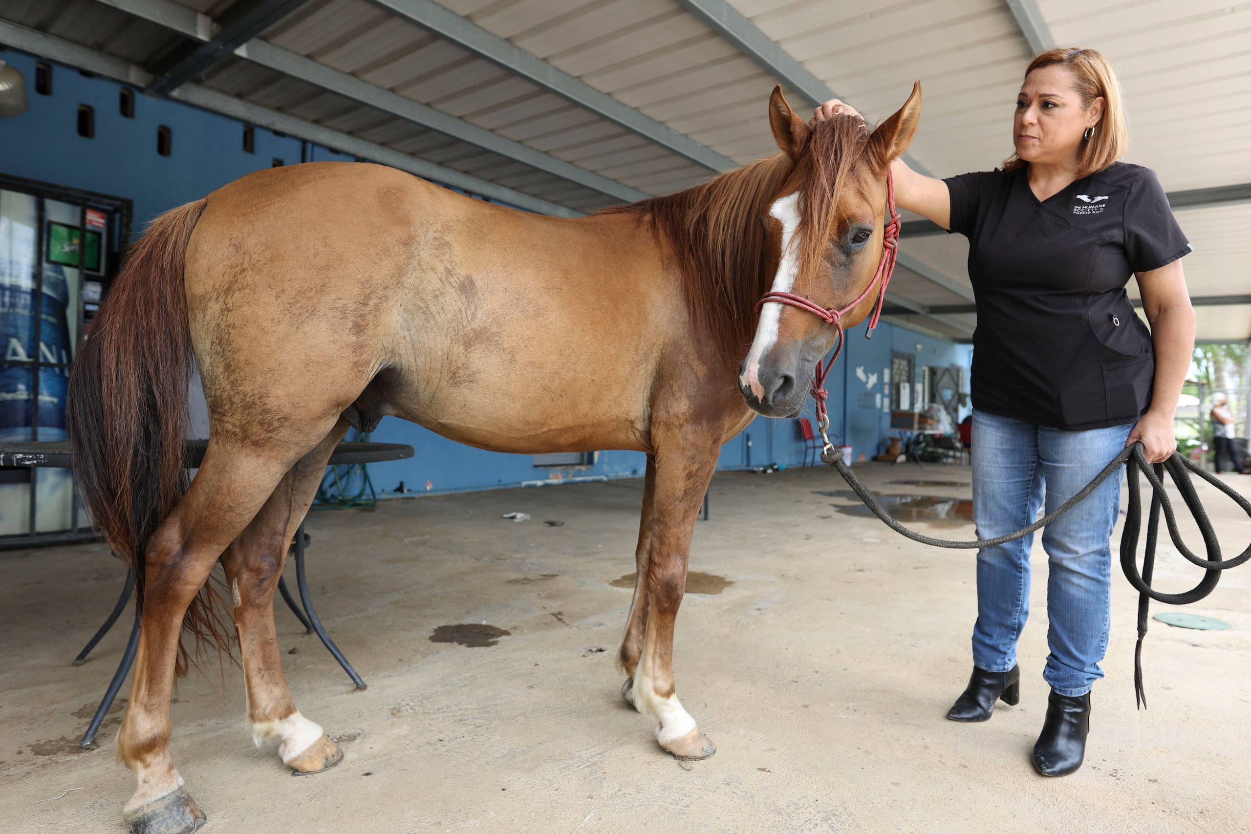 Enfatizó que este heno no solo beneficiaría a los caballos, cerdos y ovejas rescatados de su organismo, sino también corporaciones como Caribbean Thoroughbred Aftercare en Río Grande, así como más de 50 rocines rescatados en la Isla, le sacarán provecho a esta planta.