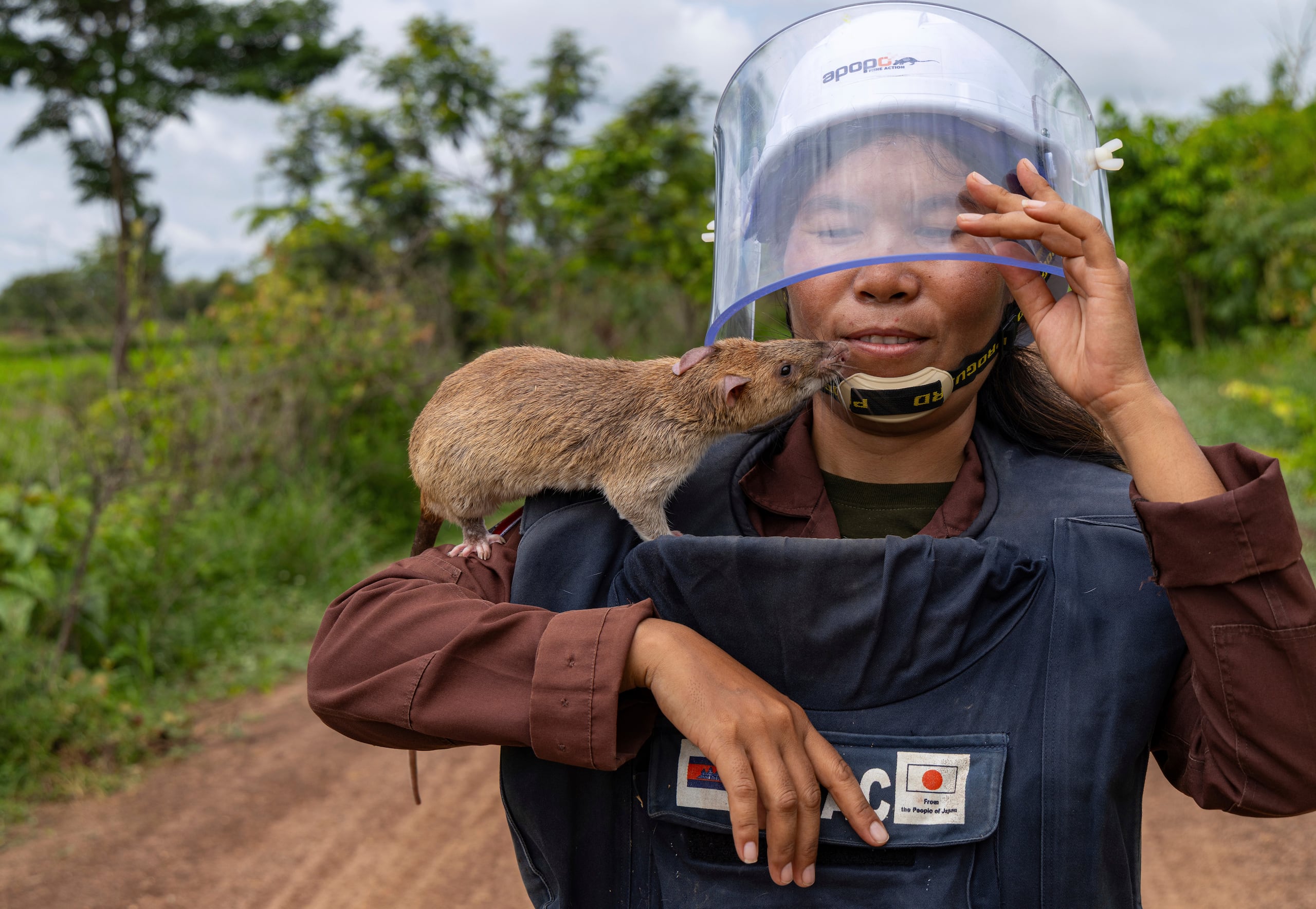 Mott Sreymom, de 34 años y que es entrenadora de ratas en la organización humanitaria para el desminado APOPO, carga una rata de Gambia de regreso de un campo de minas terrestres, en Siem Reap, Camboya, el martes 10 de junio de 2025. (AP Foto/Anton L. Delgado)