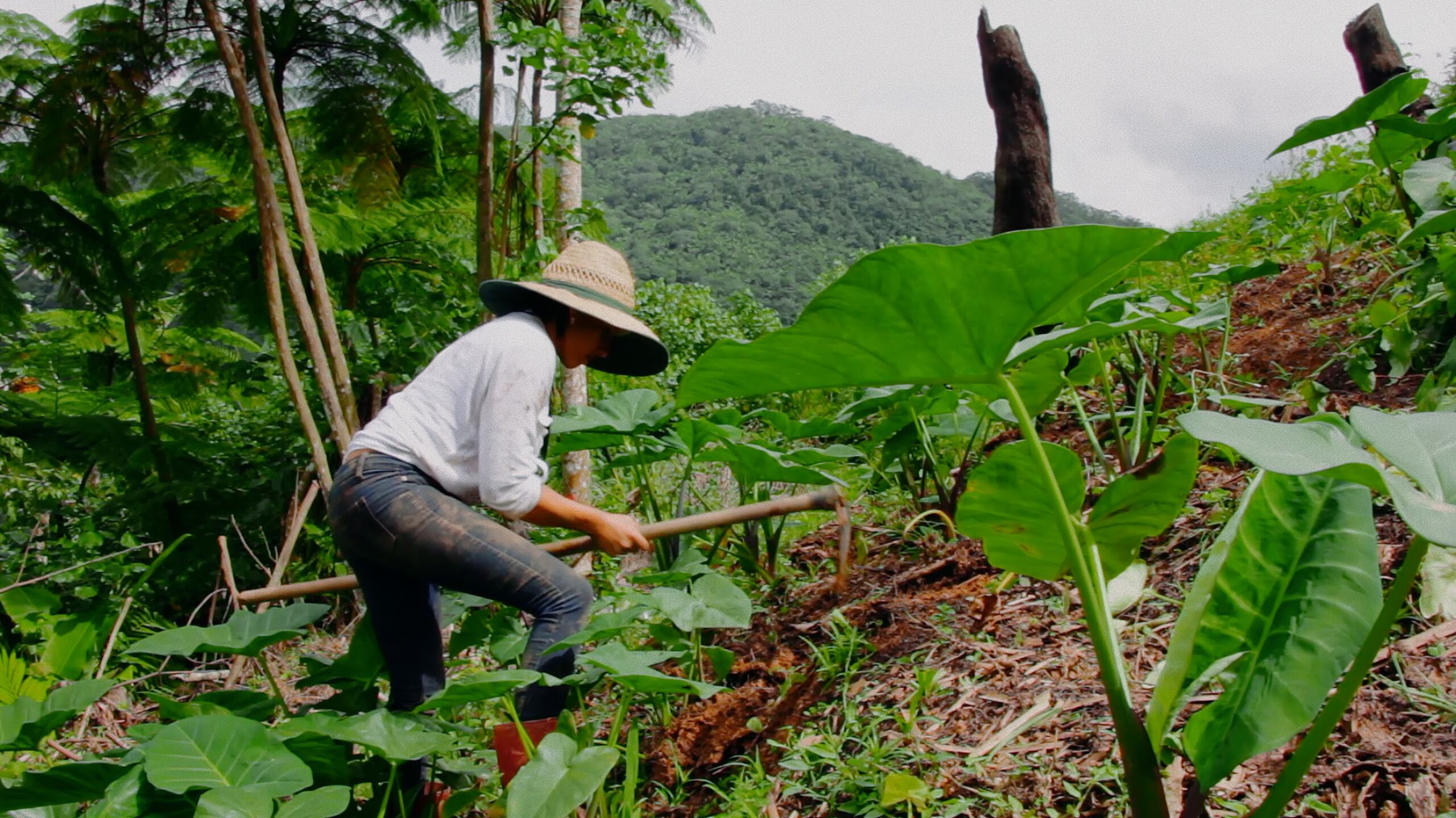 Este largometraje muestra la vida de tres agricultores locales (Stephanie Rodríguez Ocasio, Ian Pagán Roig y Alfredo Aponte Zayas) que buscan vivir del trabajo agrícola y potenciar la producción local fortaleciendo así la soberanía alimentaria del país.