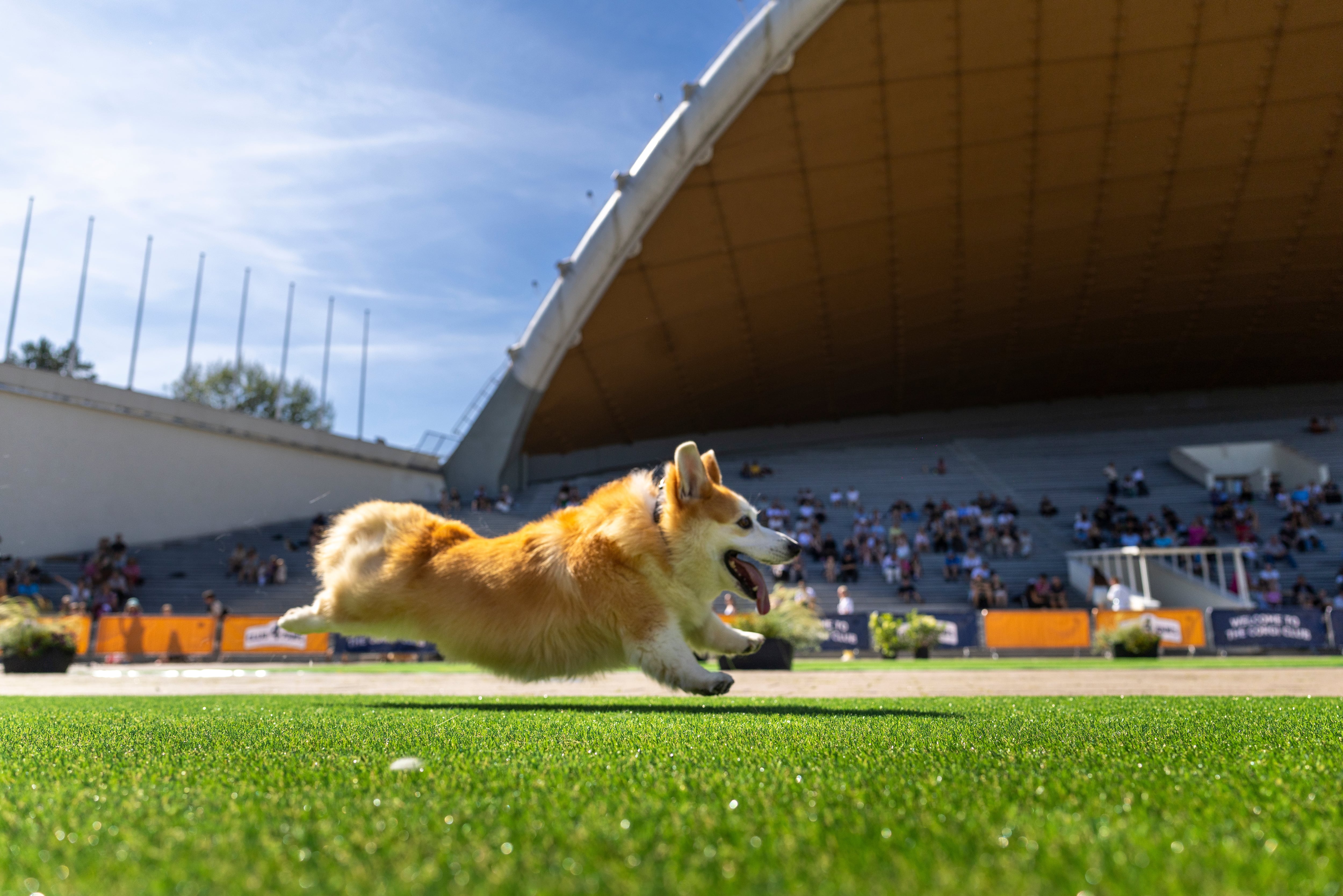 Imagen de la cobertura de: Carrera de Corgis destaca desfile, disfraz y premios a “mejor nariz” y ladrido