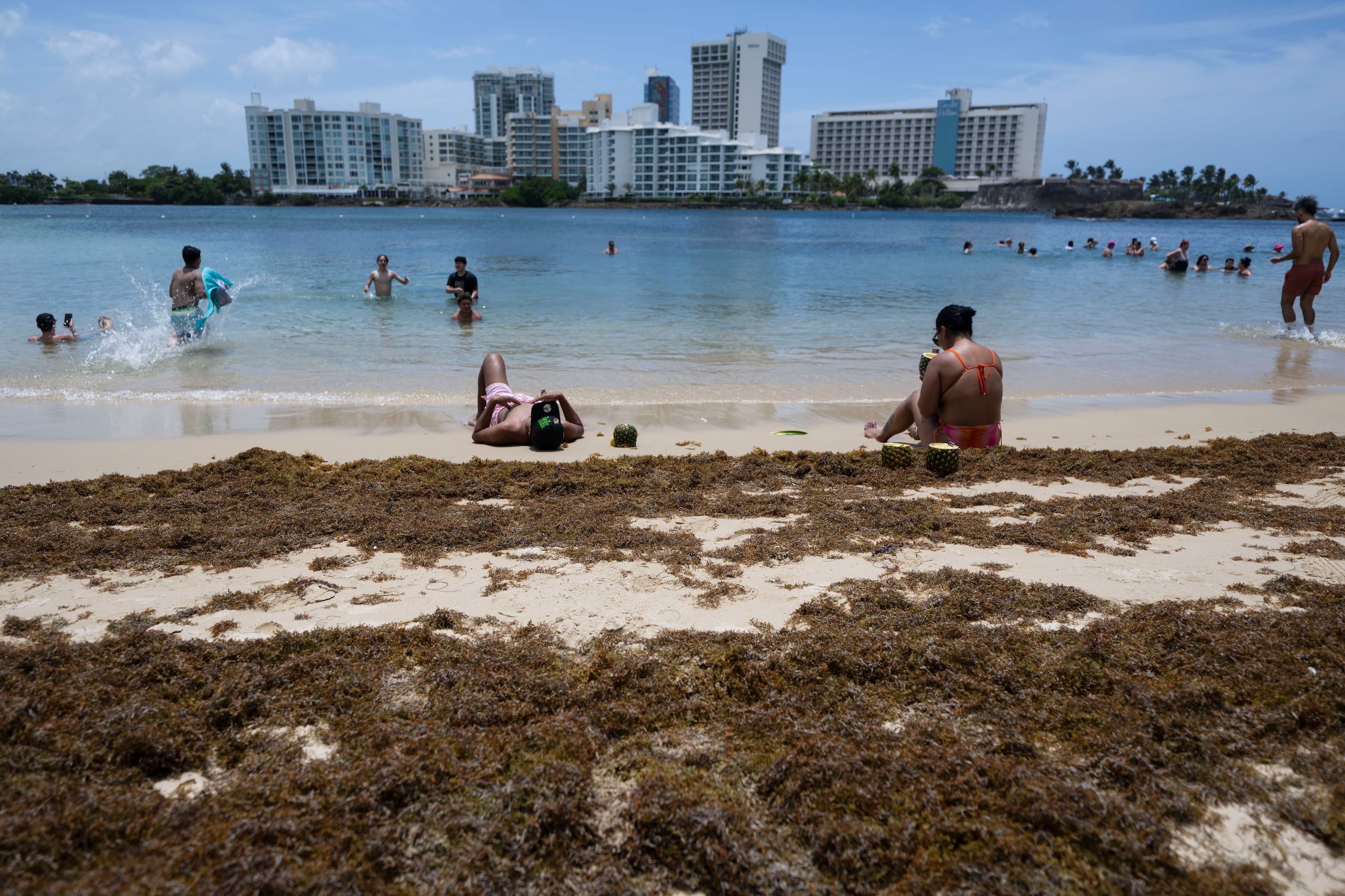 Según el portal CARICOOS, hay acumulaciones moderadas de esas algas prácticamente alrededor de todo Puerto Rico y las islas municipio de Vieques y Culebra.