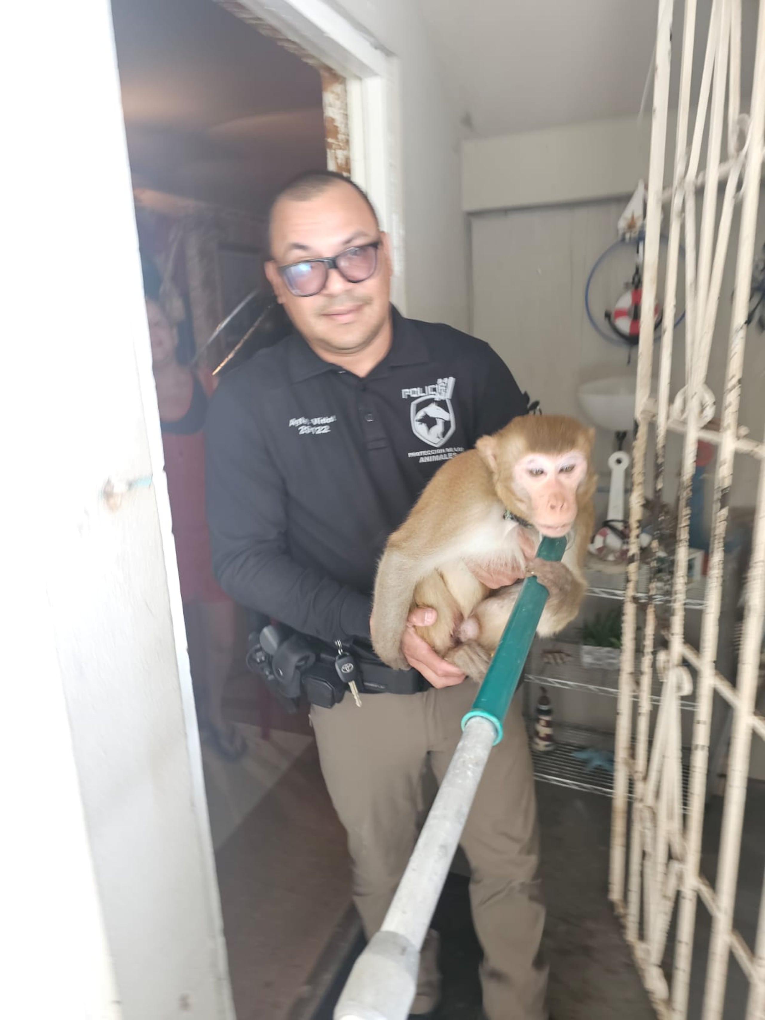 Mono de la raza Rhesus, capturado en el residencial Bella Vista, en Arecibo, por el agente Joel Vidot Soto.