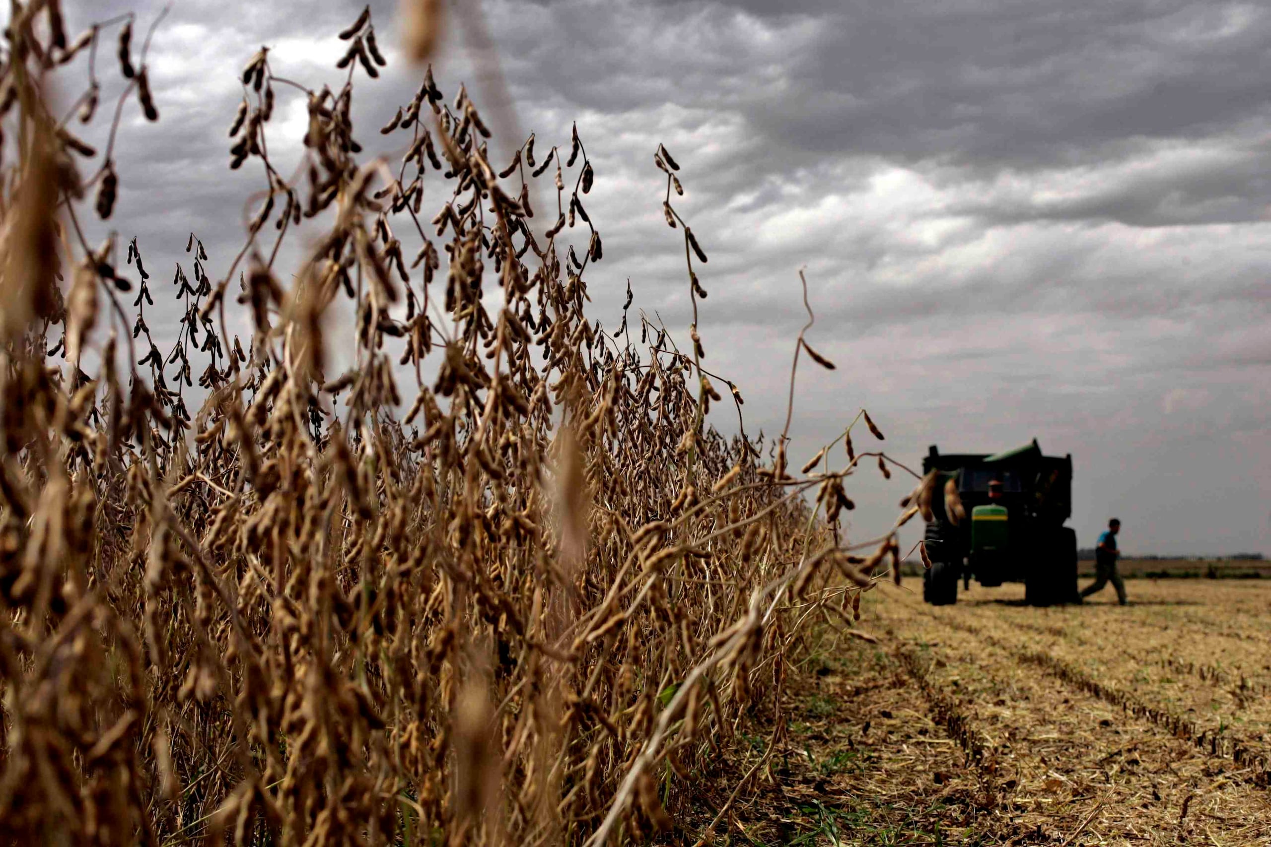 El Rhizobiol también permite reducir hasta en un 80 % el uso de fertilizantes nitrogenados de síntesis química.(Archivo/GFR Media)