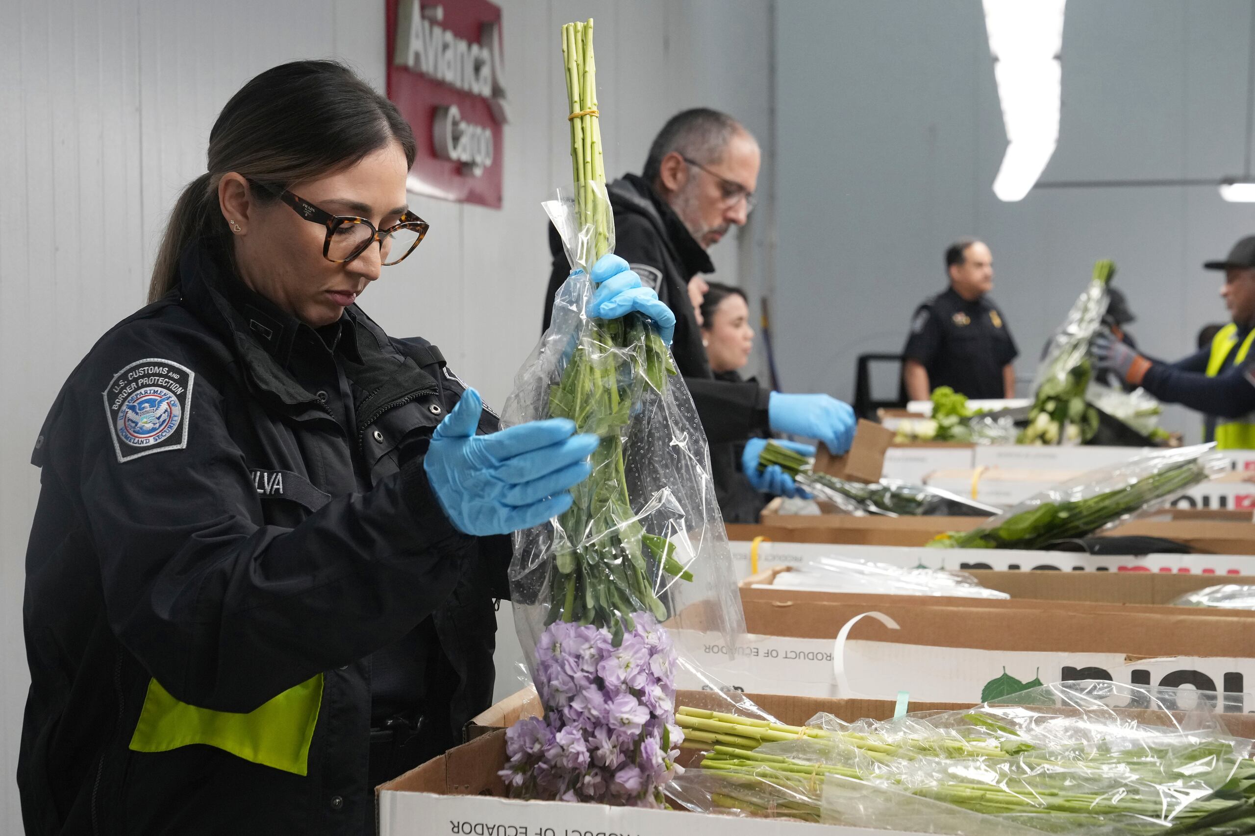 Shirley Silva, especialista agrícola de la Oficina de Aduanas y Protección Fronteriza, agita un ramo de flores en busca de posibles plagas, en el Aeropuerto Internacional de Miami, el 7 de febrero de 2025, en Miami. (AP Foto/Marta Lavandier)