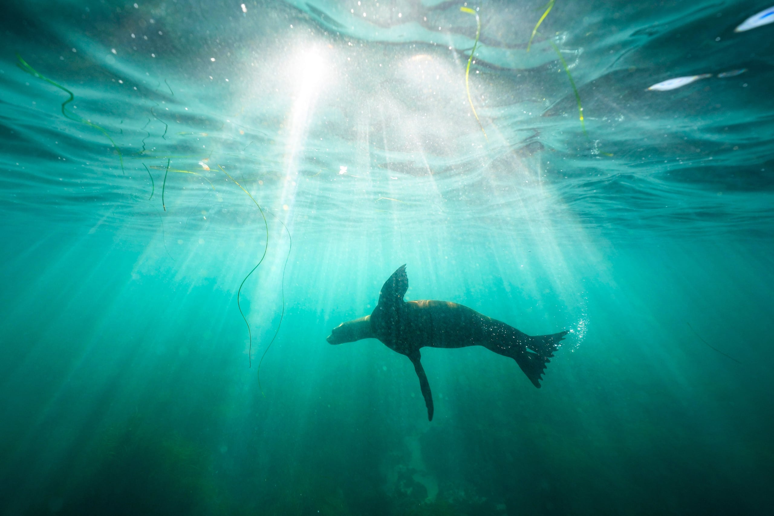 ARCHIVO – Un león marino nada sobre algas en La Jolla Cove, en San Diego, el 10 de octubre de 2023. (AP Foto/Gregory Bull, Archivo)