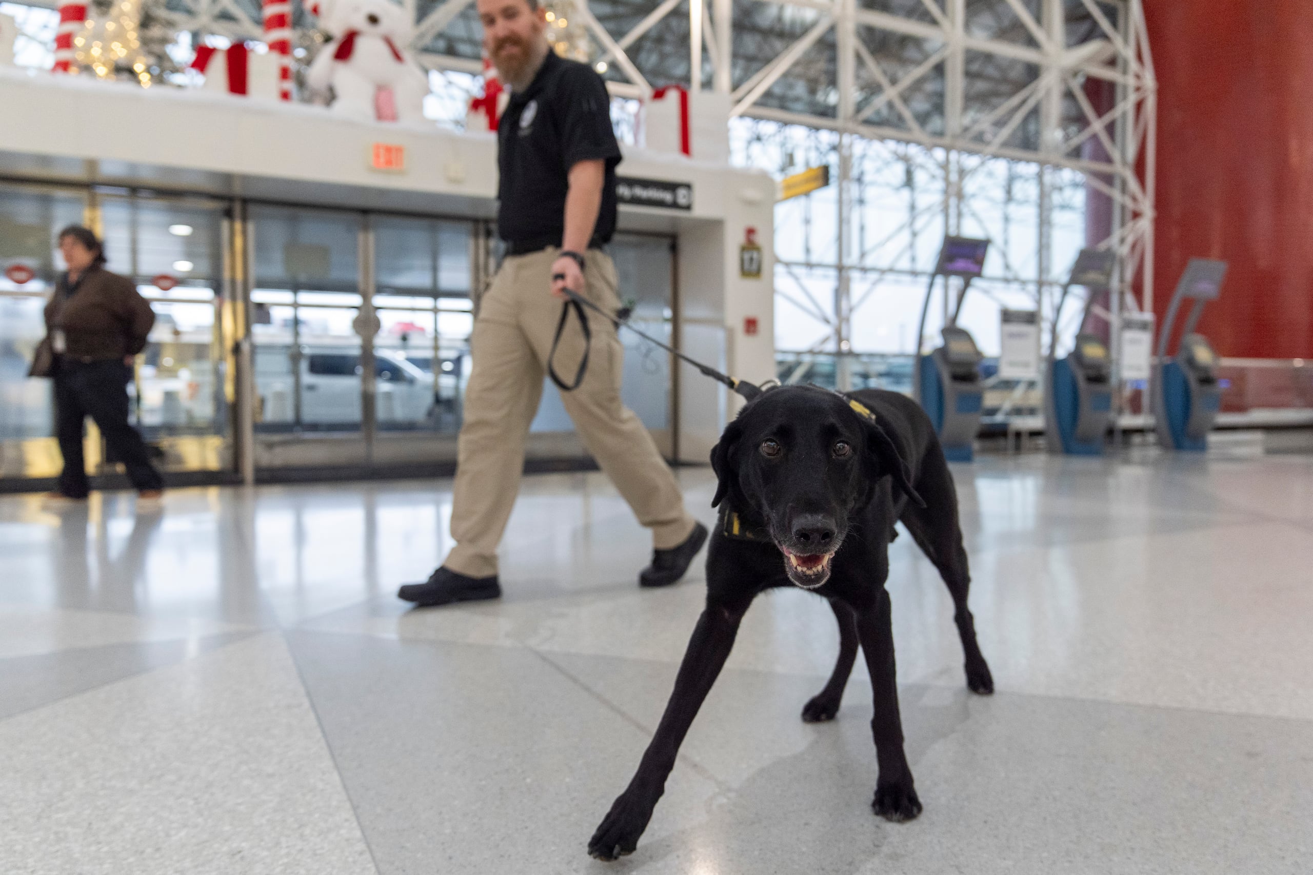Argo, un perro de detección de explosivos de la Administración de Seguridad en el Transporte de EEUU (TSA), que trabaja con el adiestrador Jonathan Lilly, camina por el Aeropuerto Internacional Baltimore/Washington, el 9 de diciembre de 2024, en Baltimore. (AP Foto/Stephanie Scarbrough)