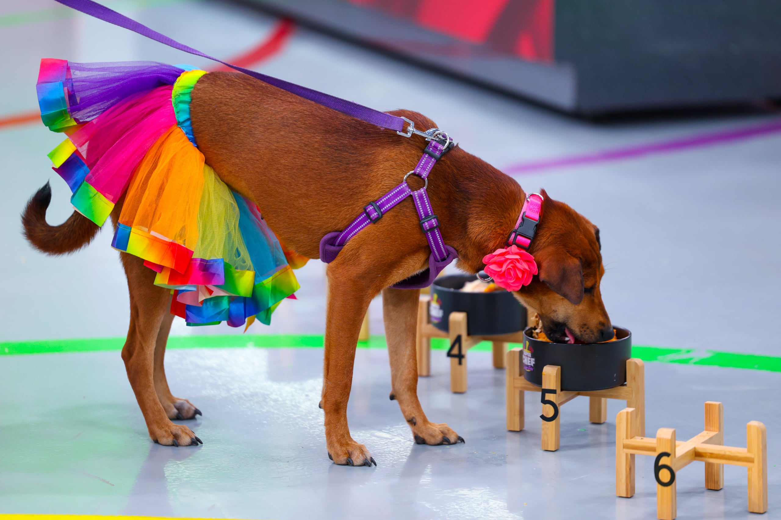 Cada vez que un perro comía de uno de los platos, le concedía un punto adicional a su respectivo participante.