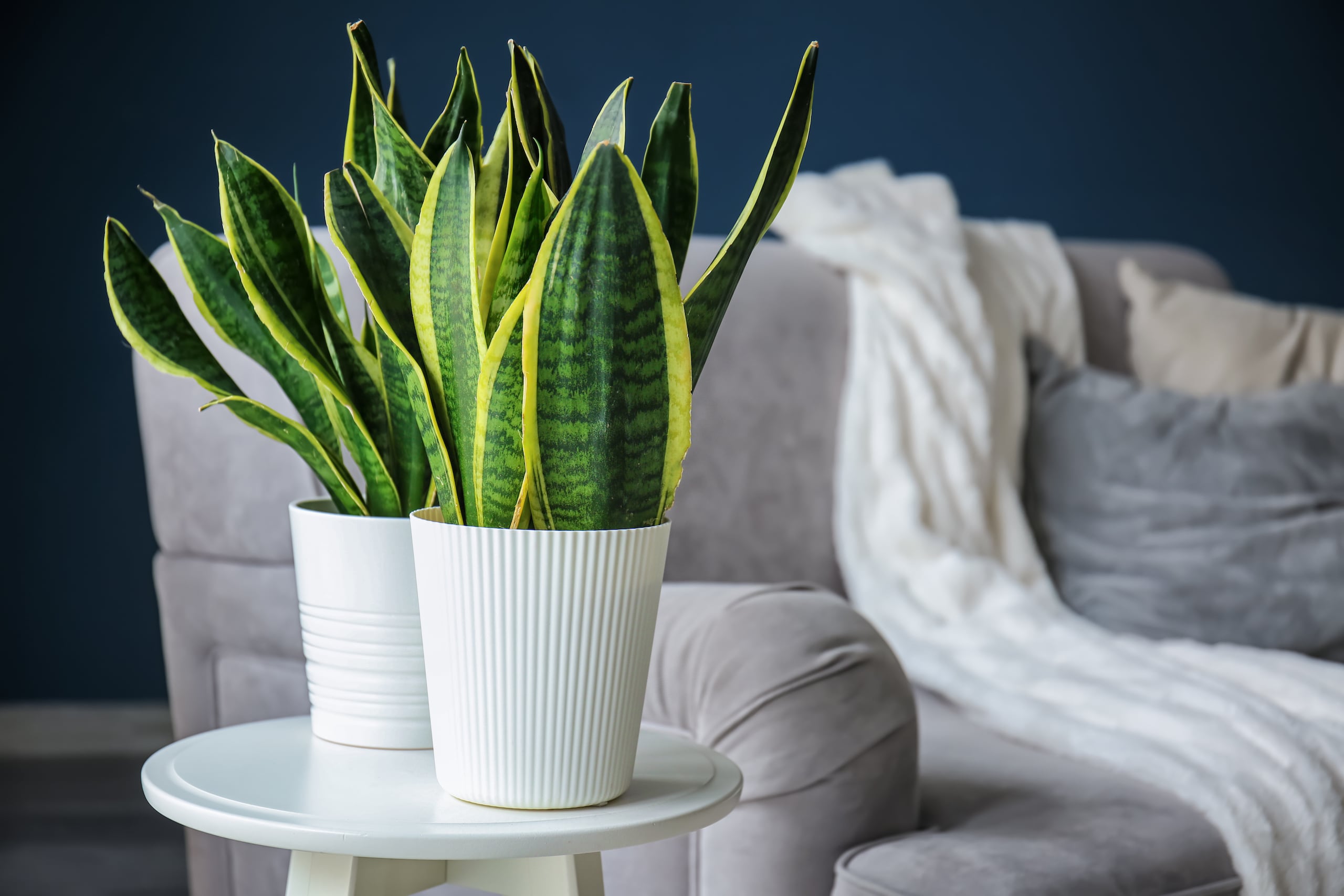 Según el Feng Shui, la sansevieria atrae energías positivas y protección, siempre que no se coloque en pasillos estrechos donde obstruya el paso.