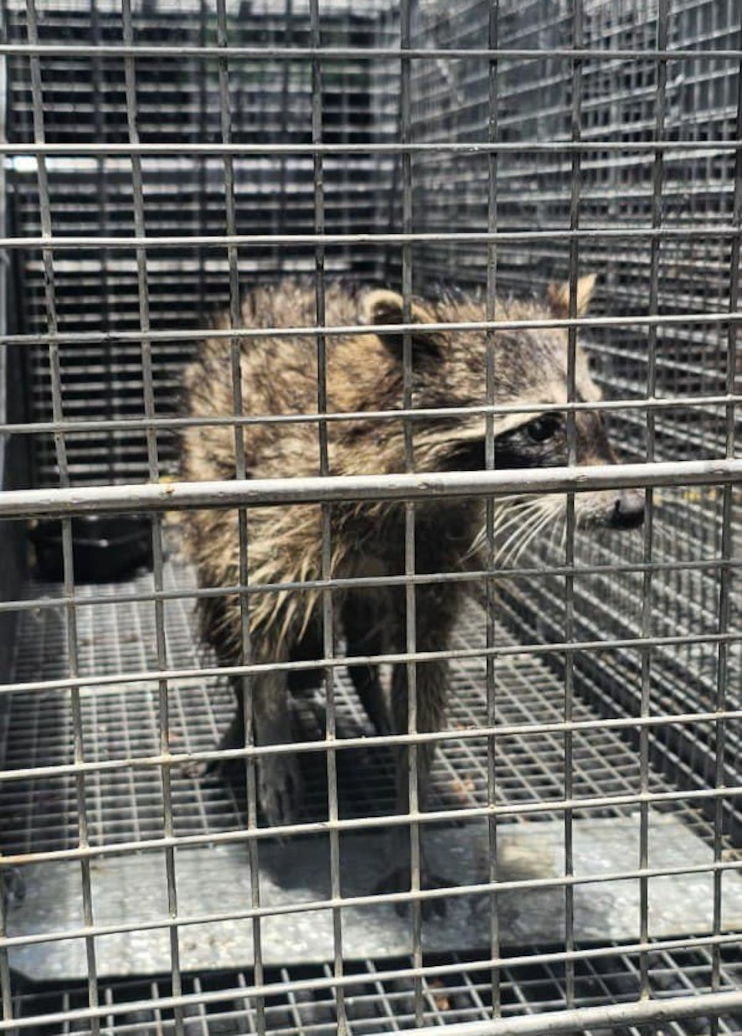 Personal del DRNA instaló trampas en el establecimiento para lograr capturar al animal ileso.