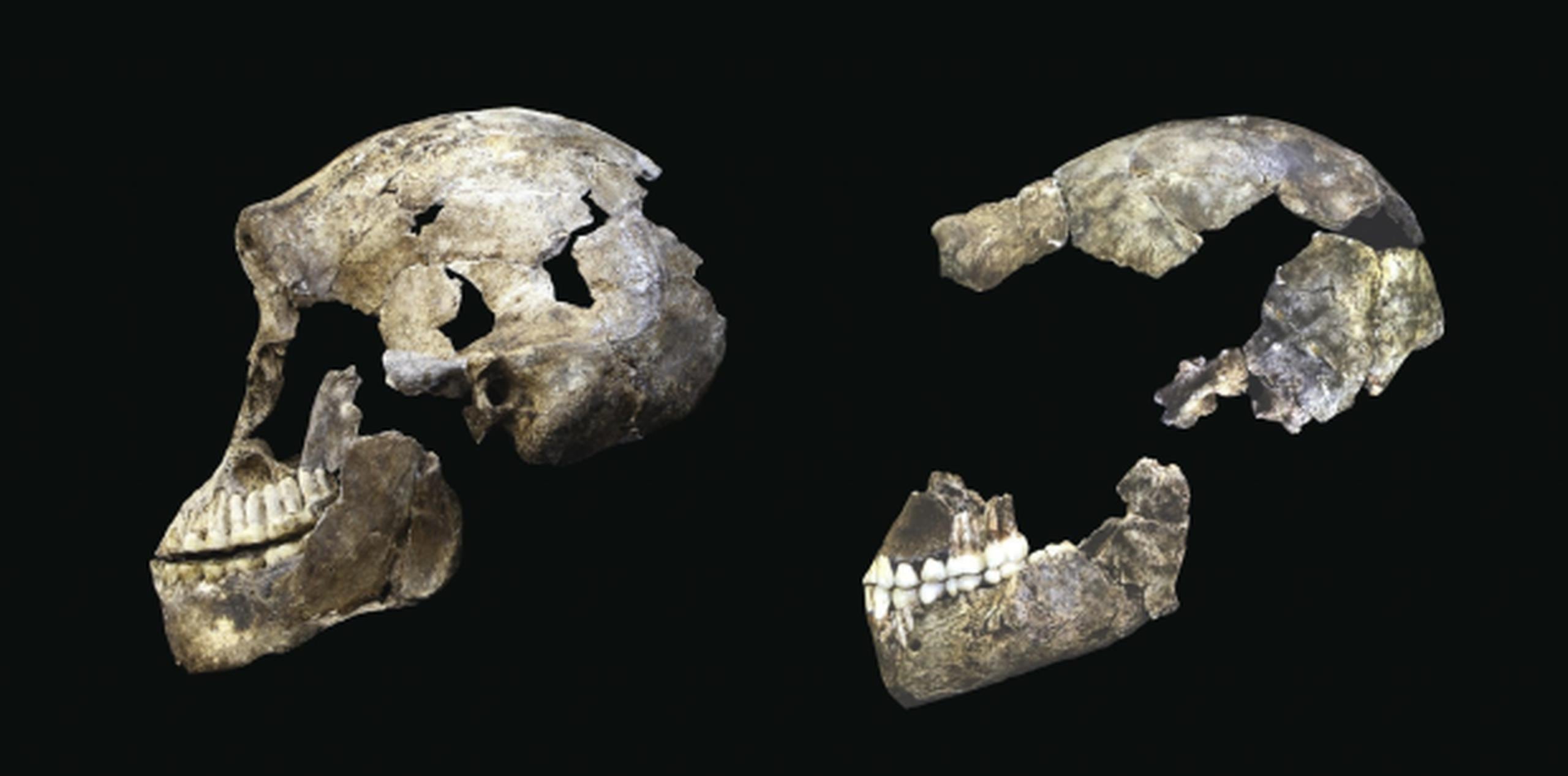 Imágenes de cráneos de Homo naledi, uno de ellos descubierto en 2013 (derecha) y el otro más recientemente. (EFE/John Hawks)