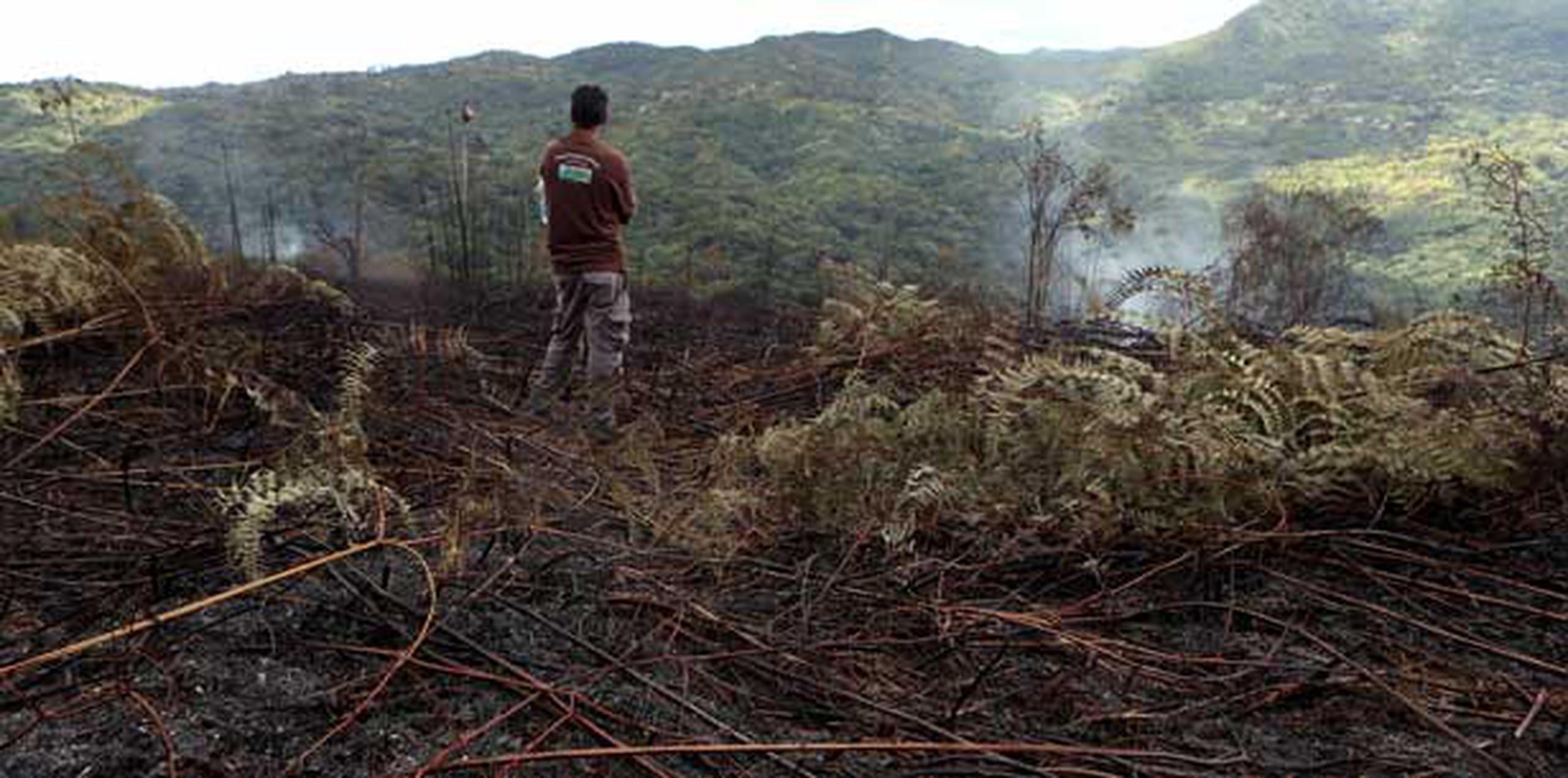 El incendio consumió unas 400 cuerdas del Bosque Modelo de Adjuntas. (jorge.ramirez@gfrmedia.com)