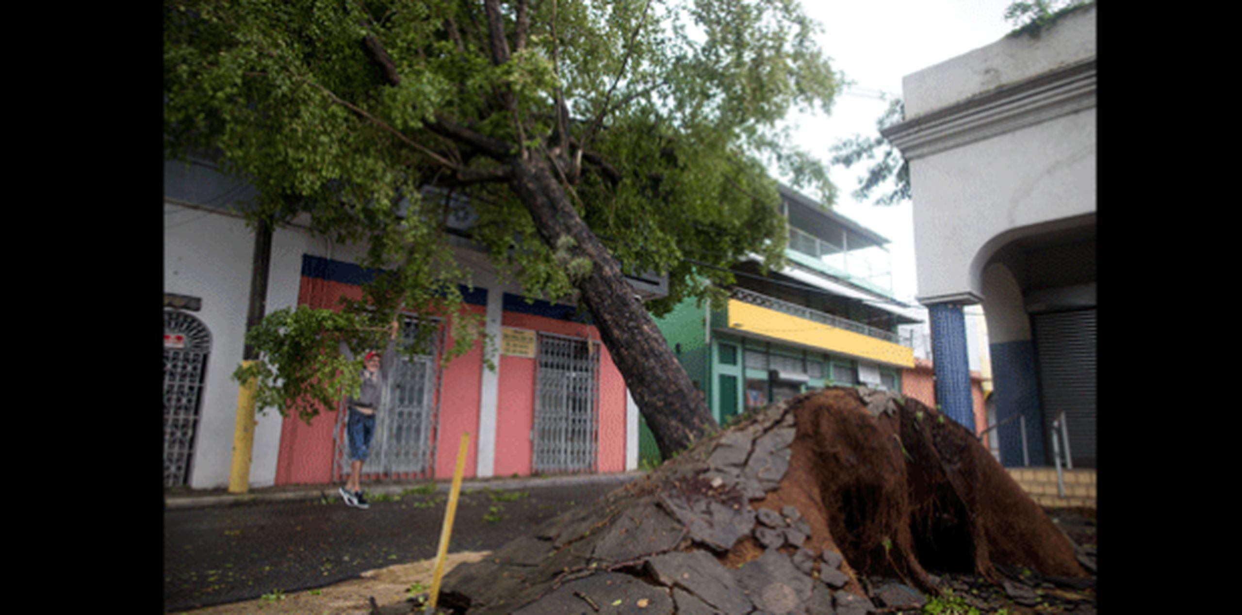 El dasónomo Ariel Lugo atribuyó el problema de árboles derribados a la falta de un plan preventivo de poda y forestación. (Archivo)
