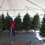 Merma en la venta de árboles de Navidad en el Viejo San Juan