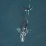Ballenas francas del Atlántico son cada vez más pequeñas