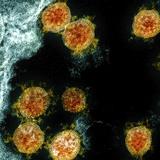 Encuentran “cientos de nuevos” coronavirus en murciélagos de China