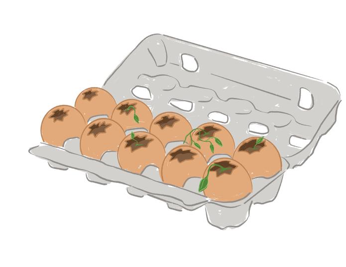 Un cartón de huevos será ideal para iniciar tu huerto.