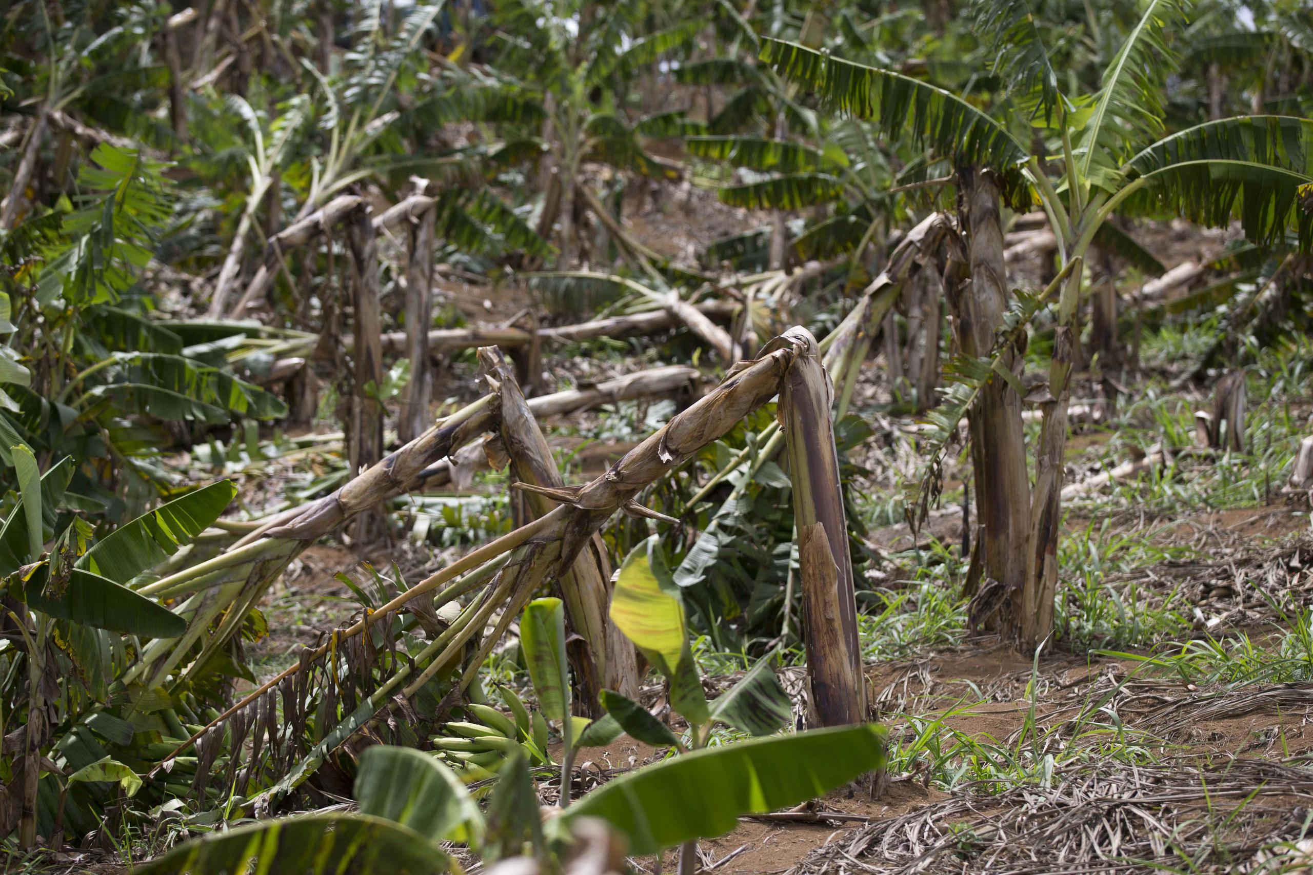 Matas de plátanos afectadas en la finca La Aventura, en Orocovis, donde 80 porciento de la cosecha se vio afectada.