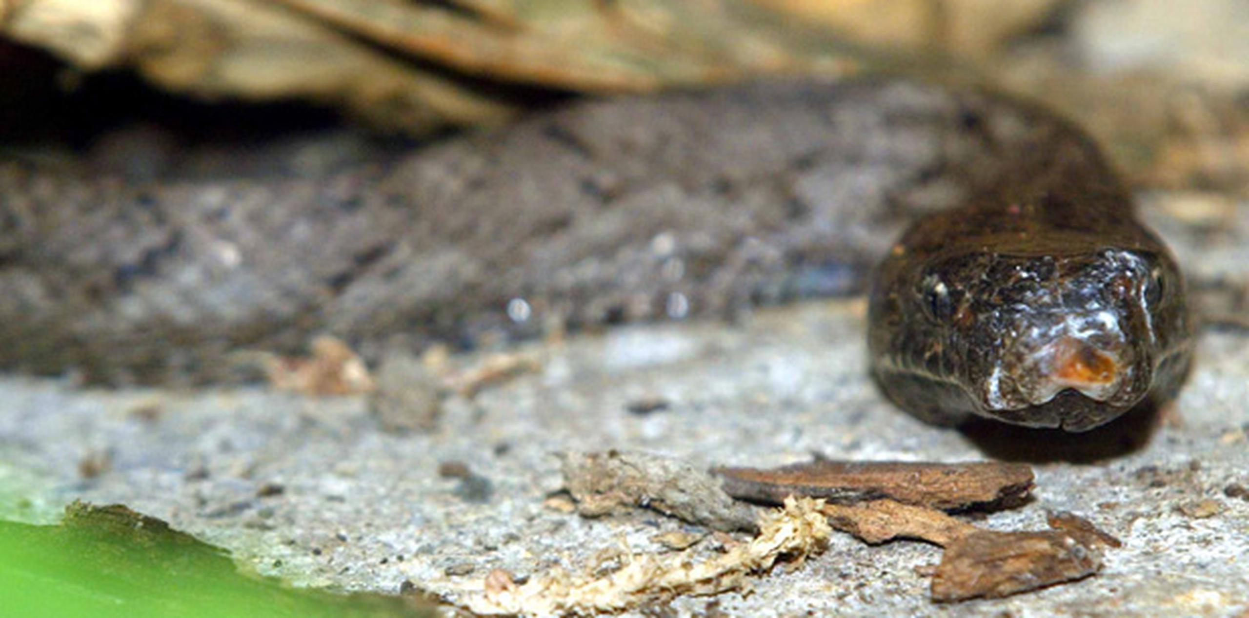 La existencia de este reptil es de vital importancia para el control de la población de ratas. (Archivo)
