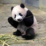 Zoológico de Tokio presenta a sus crías gemelas de panda