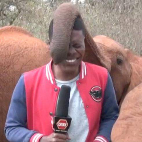Bebé elefante juega con un reportero durante transmisión en vivo en Kenia