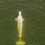 Ballena beluga en río francés no quiere comer y temen que muera