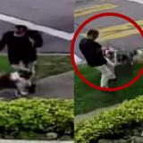 Video: perro salvó a su dueño de un robo mordiendo al ladrón
