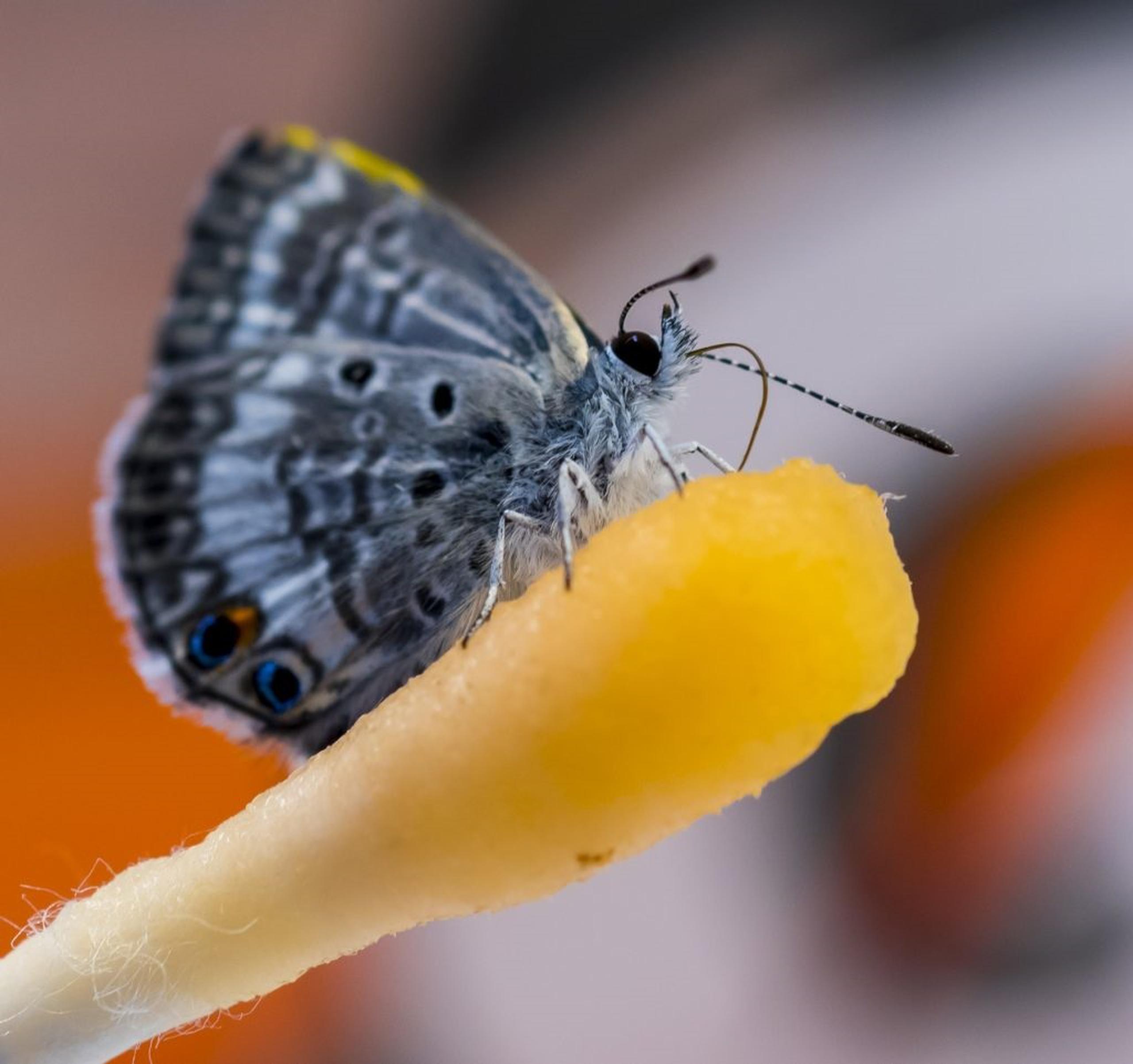 Fotografía cedida por el Museo de Historia Natural de Florida donde se muestra a una mariposa "Miami Blue" posada sobre un hisopo impregnado con la bebida Gatorade.