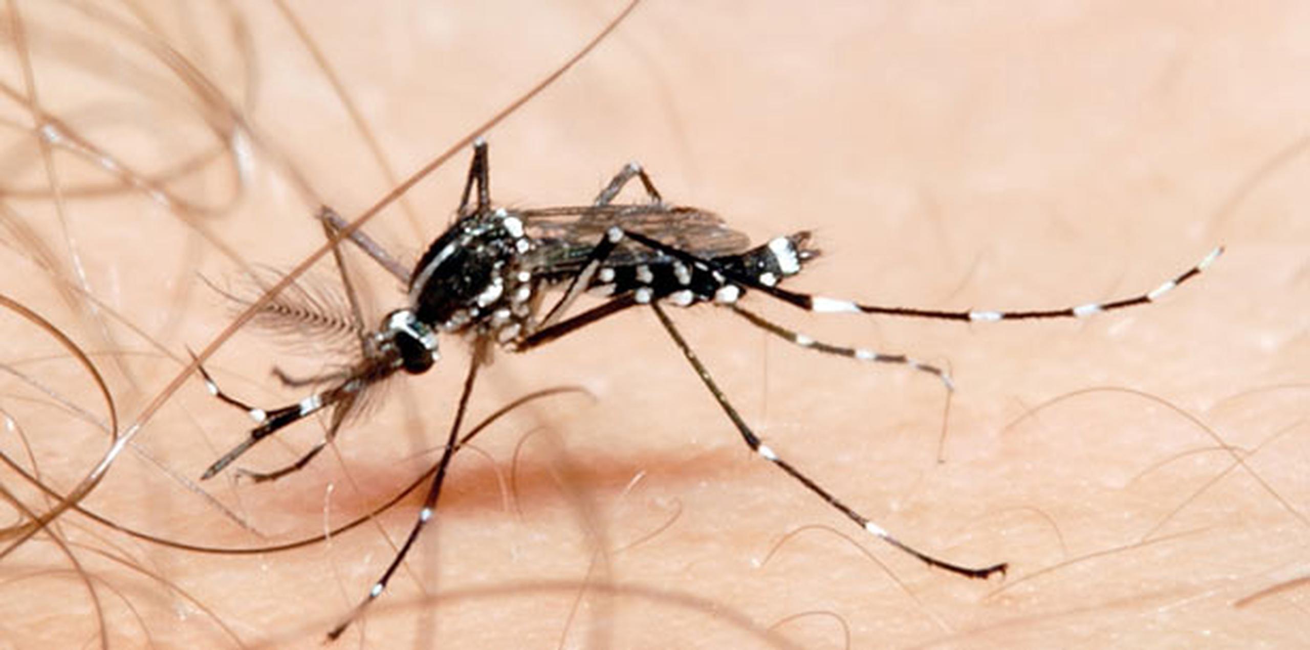 El llamamiento a la gente es a no bajar la guardia ante la amenaza del virus del chikungunya. (Archivo)