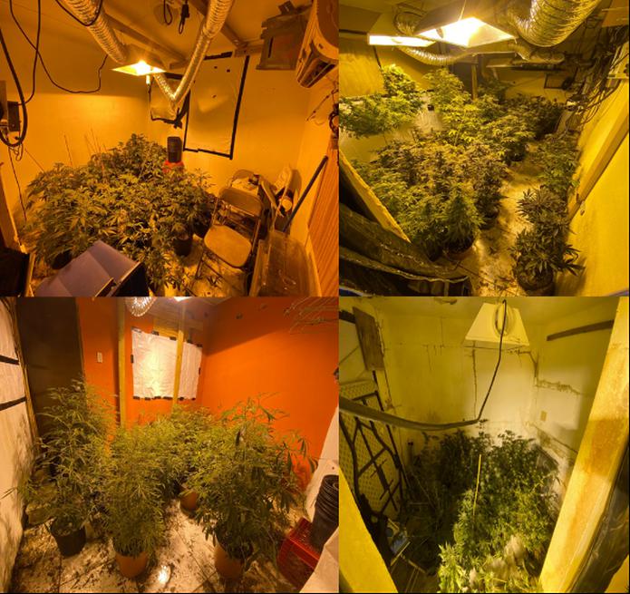Los agentes de la División de Drogas Metropolitana ocuparon 156 plantas de marihuana como parte de una investigación en curso.