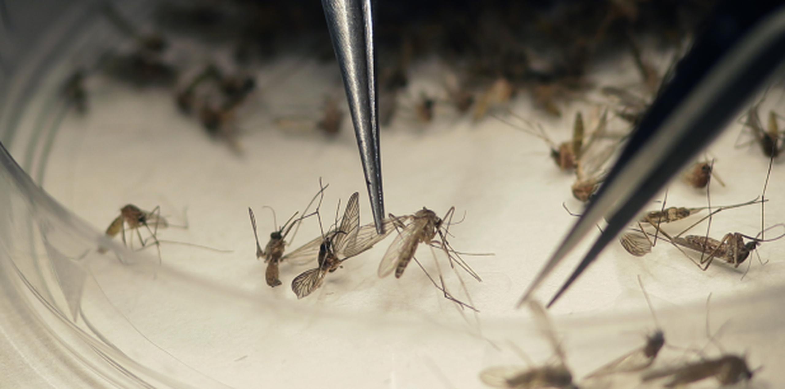 Había hasta agosto alrededor de treinta casos de zika. (Archivo)