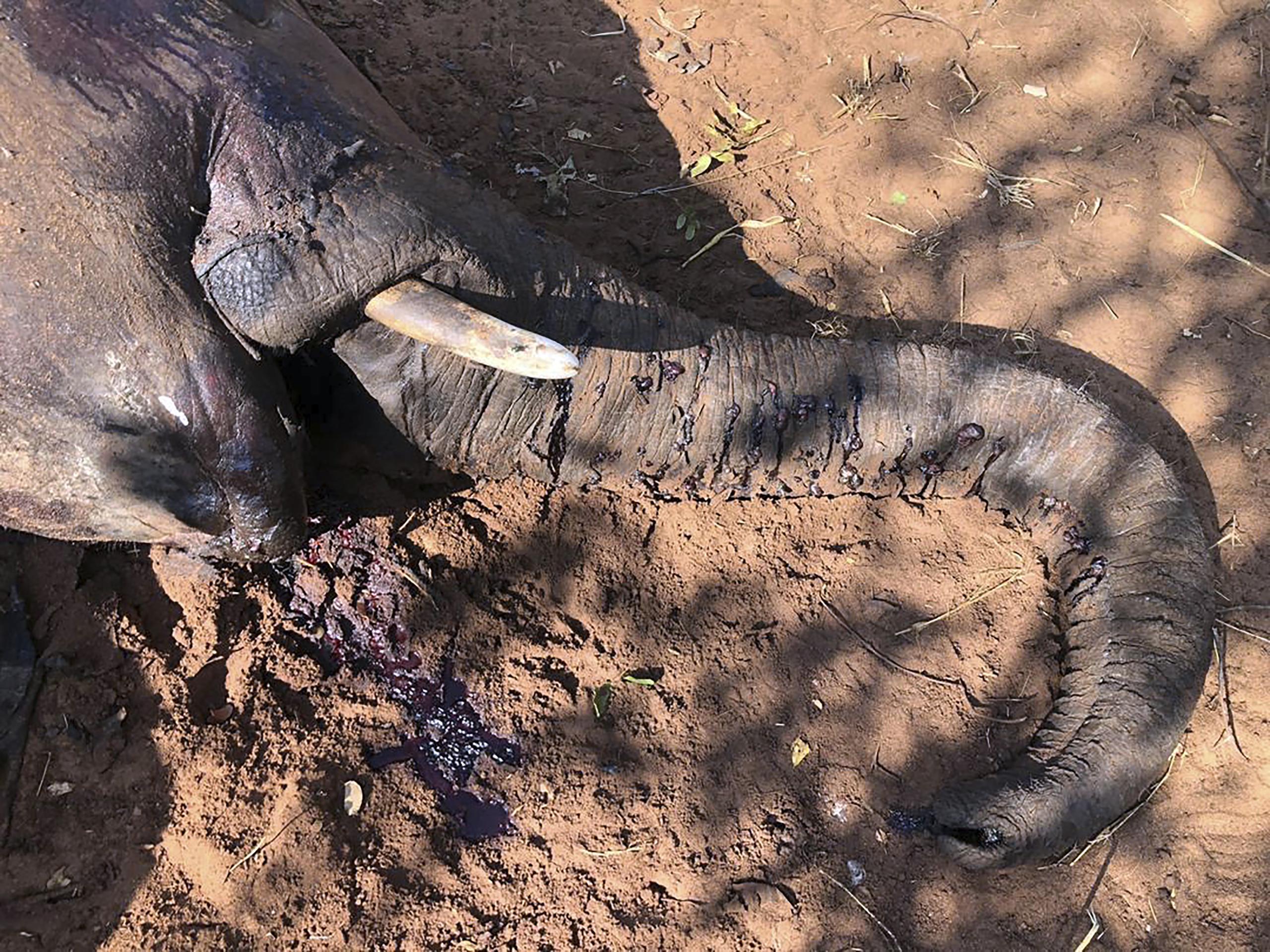 Elefante muerto en el Parque Nacional Hwange, Zimbabue