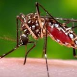 El 64% de los casos de dengue registrados este año en Puerto Rico han impactado a la población pediátrica